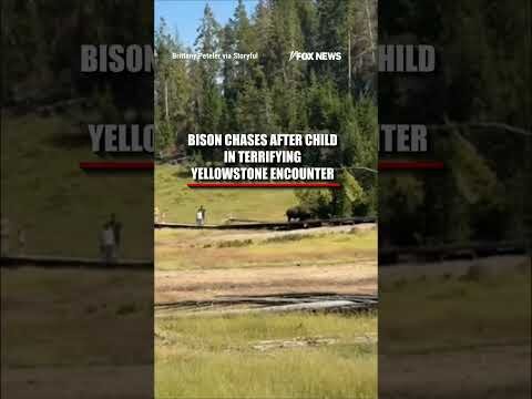 Bison CHARGES after child in TERRIFYING encounter #shorts #us #news #foxnews