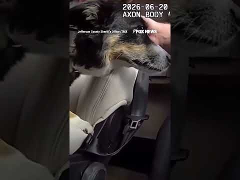 Officers SMASH window to save dog from scorching temperatures