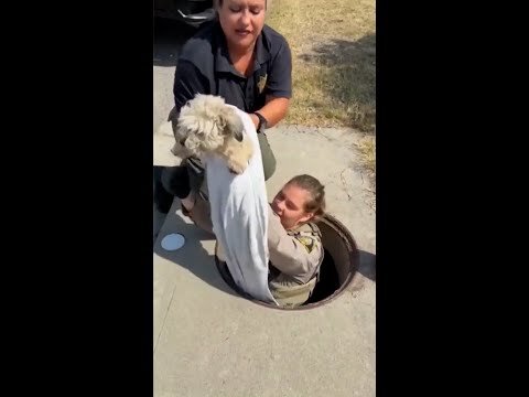 Dog rescued from storm drain after a month missing