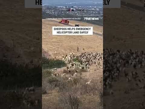 Sheepdog CLEARS field of goats for emergency helicopter landing #shorts #us #news #viral #dogs