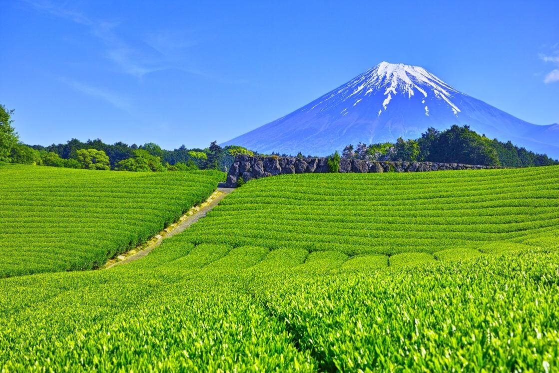 America Can't Get Enough Matcha. Japan Is Struggling To Keep Up