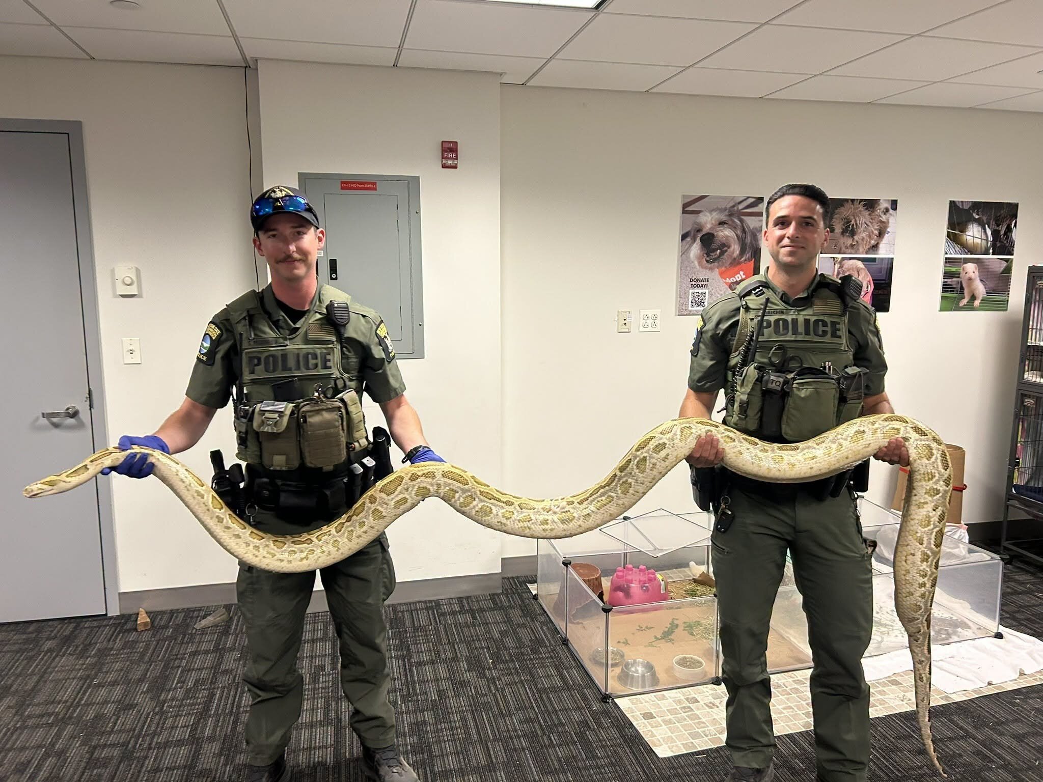 Man ticketed after showing off illegal Burmese python on Coney Island boardwalk