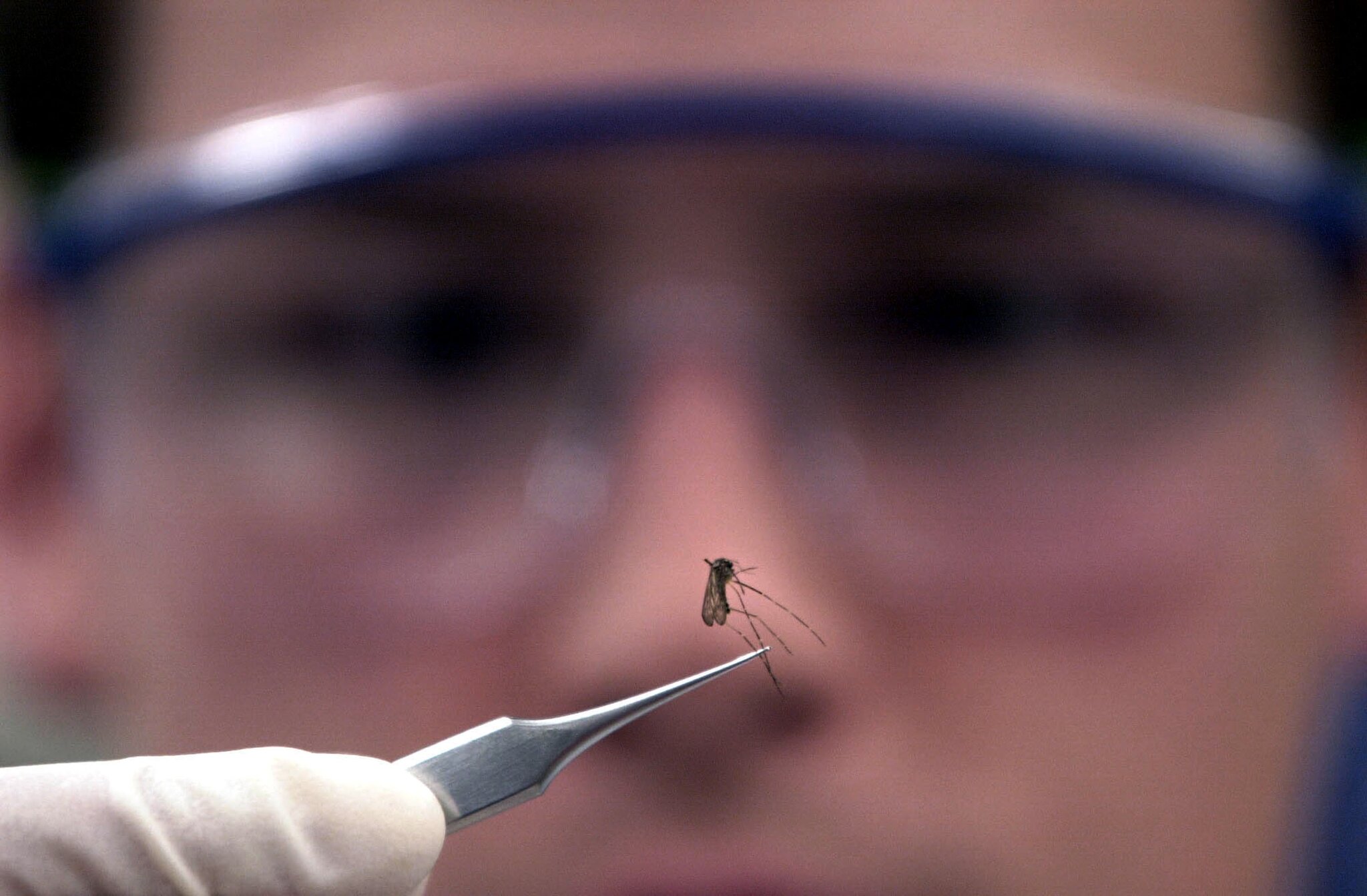 West Nile virus detected in nearly twice as many NYC mosquito pools as last year