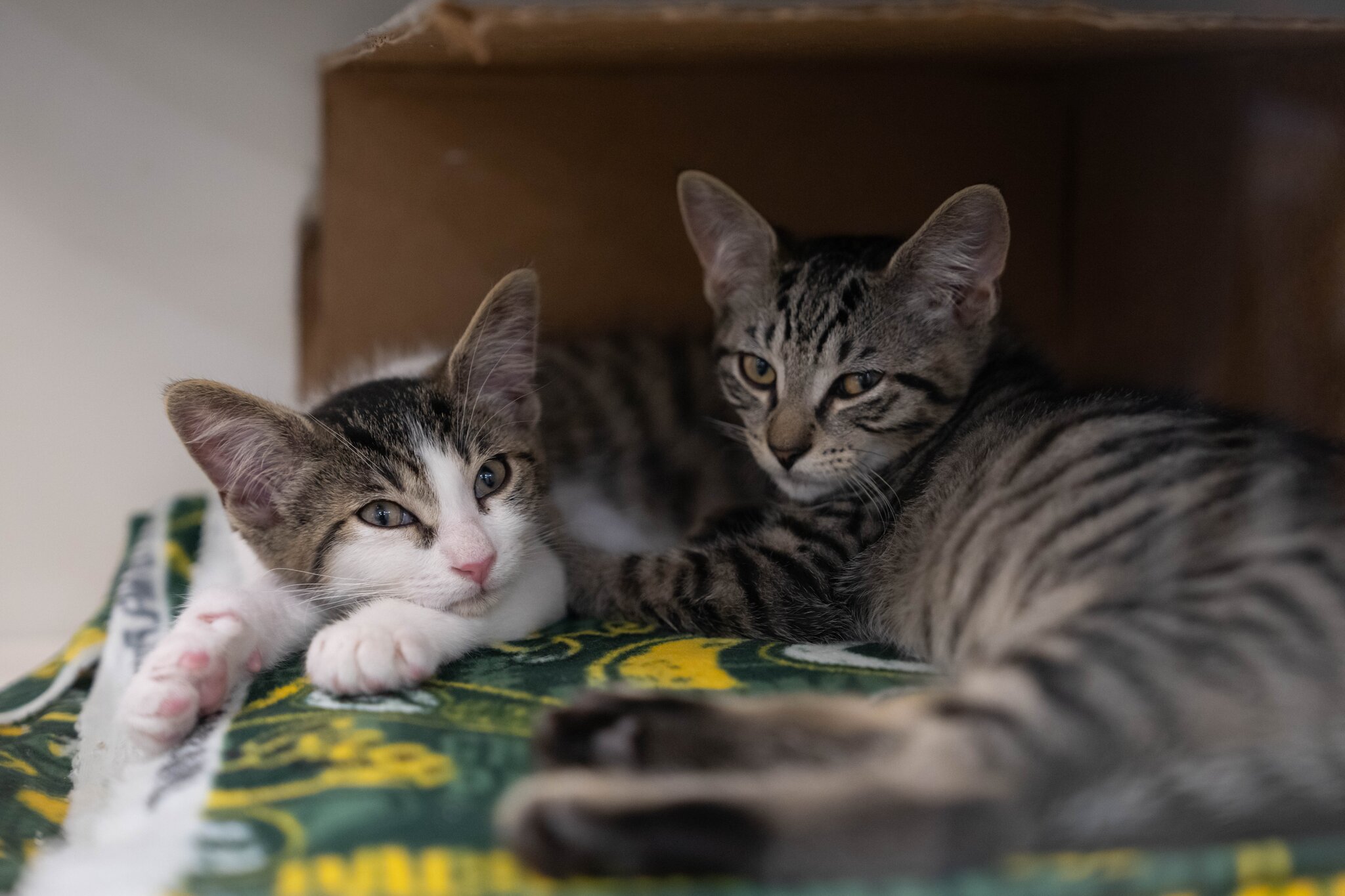 ASPCA removes more than 100 cats from three NYC homes in a single day