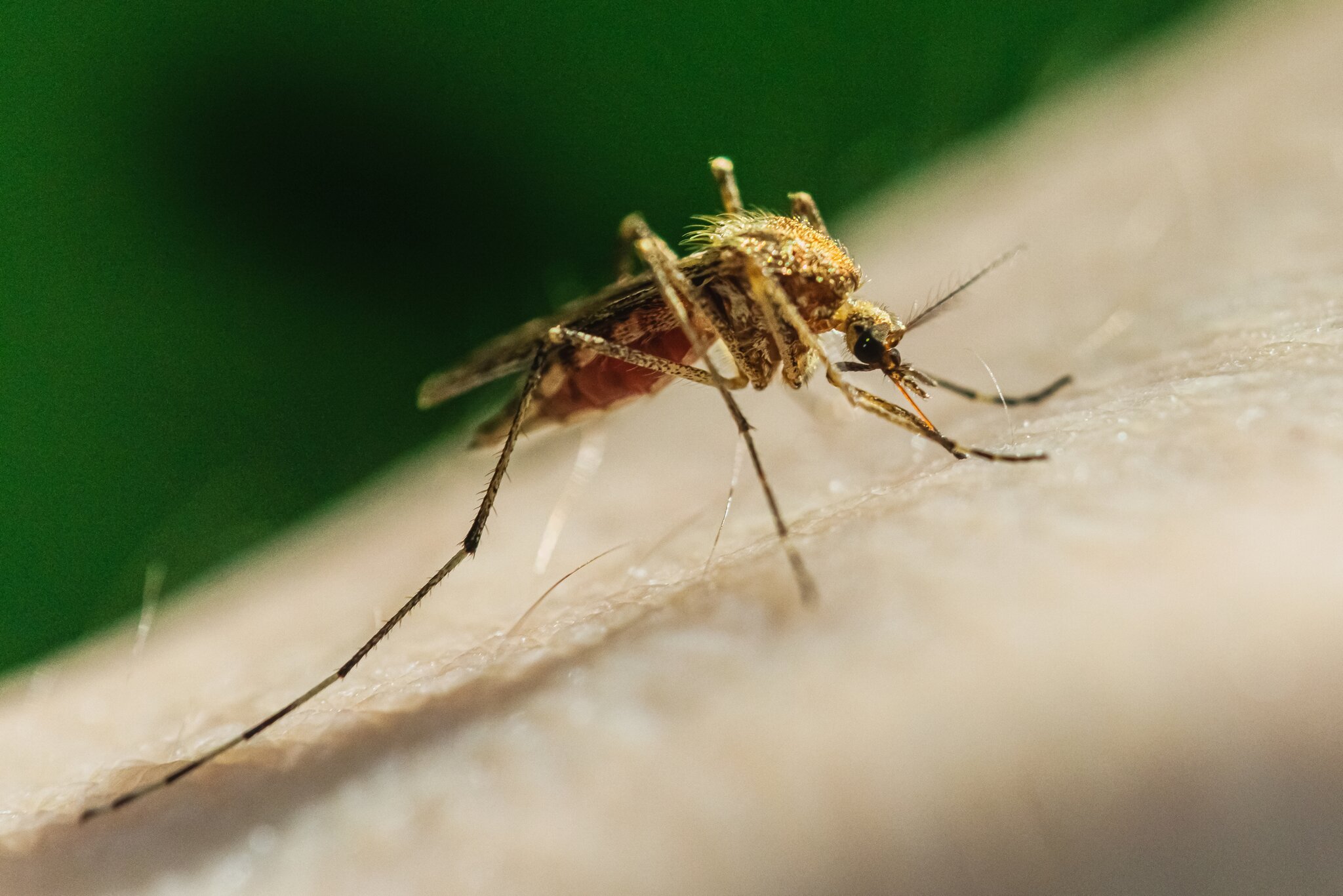 NJ reports first case of Zika virus in six years. Here's what to know.