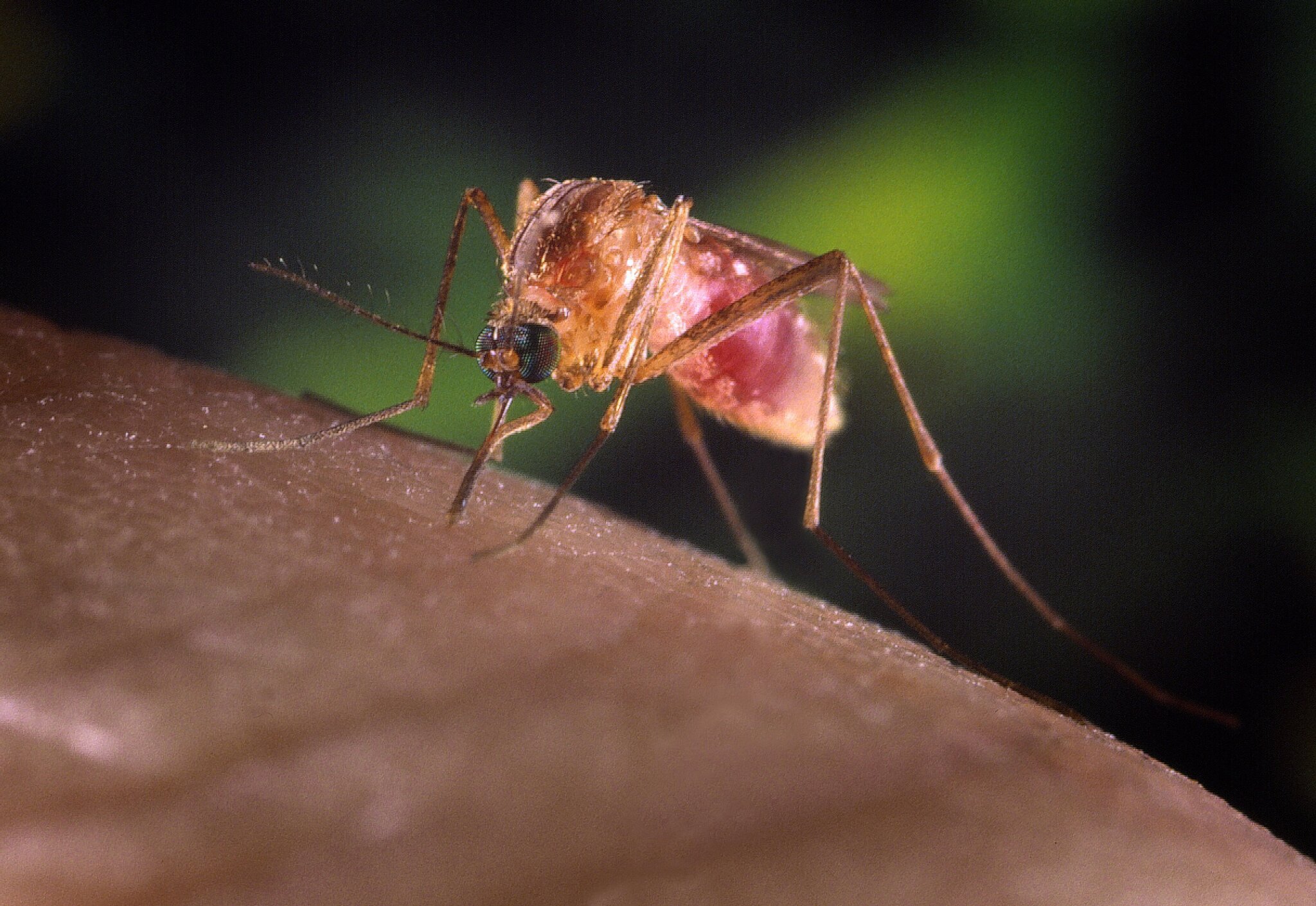 Westchester confirms first human West Nile Virus case of 2026