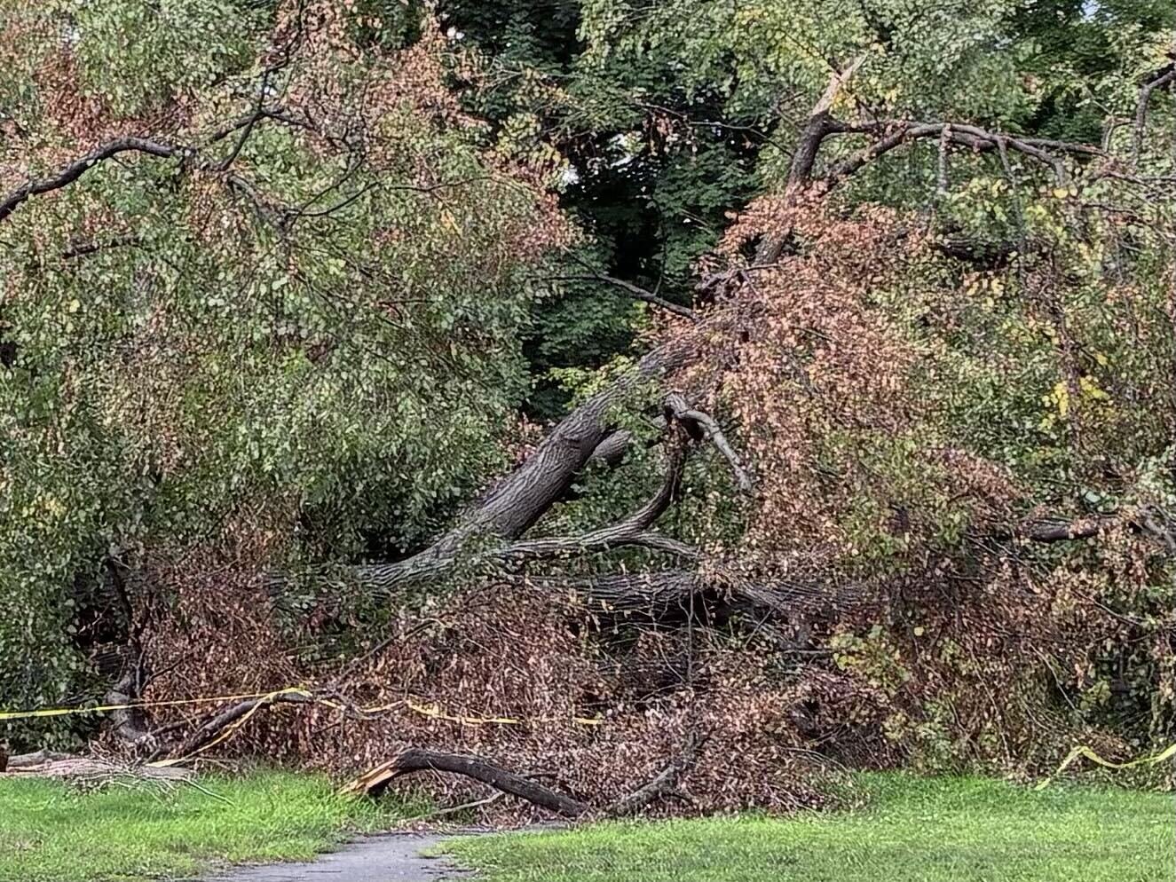 Perfect storm: More frequent severe weather leads to uptick in fallen NYC trees