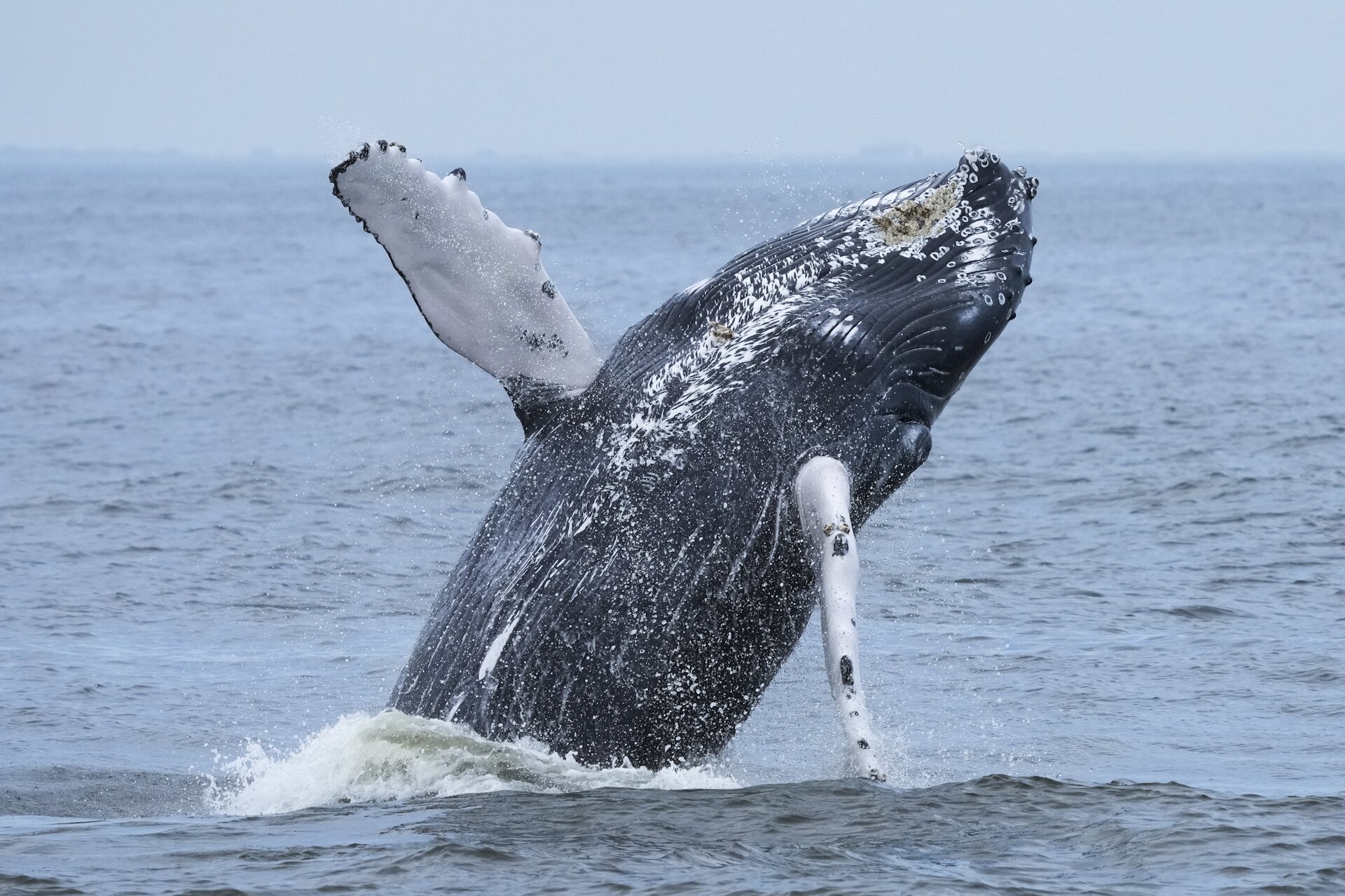 Whale watchers identify 500th individual humpback prowling NYC waters