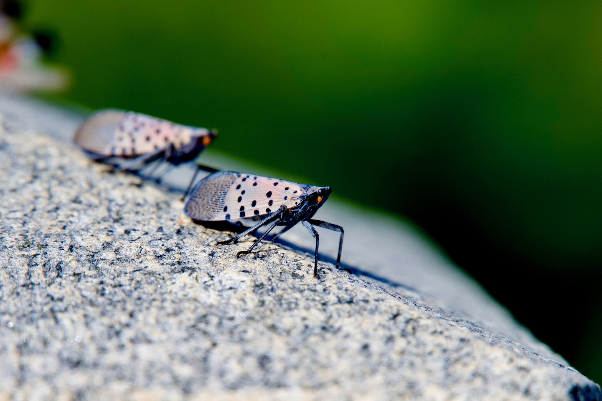 Early Addition: Pet dogs are still in the fight against spotted lanternflies