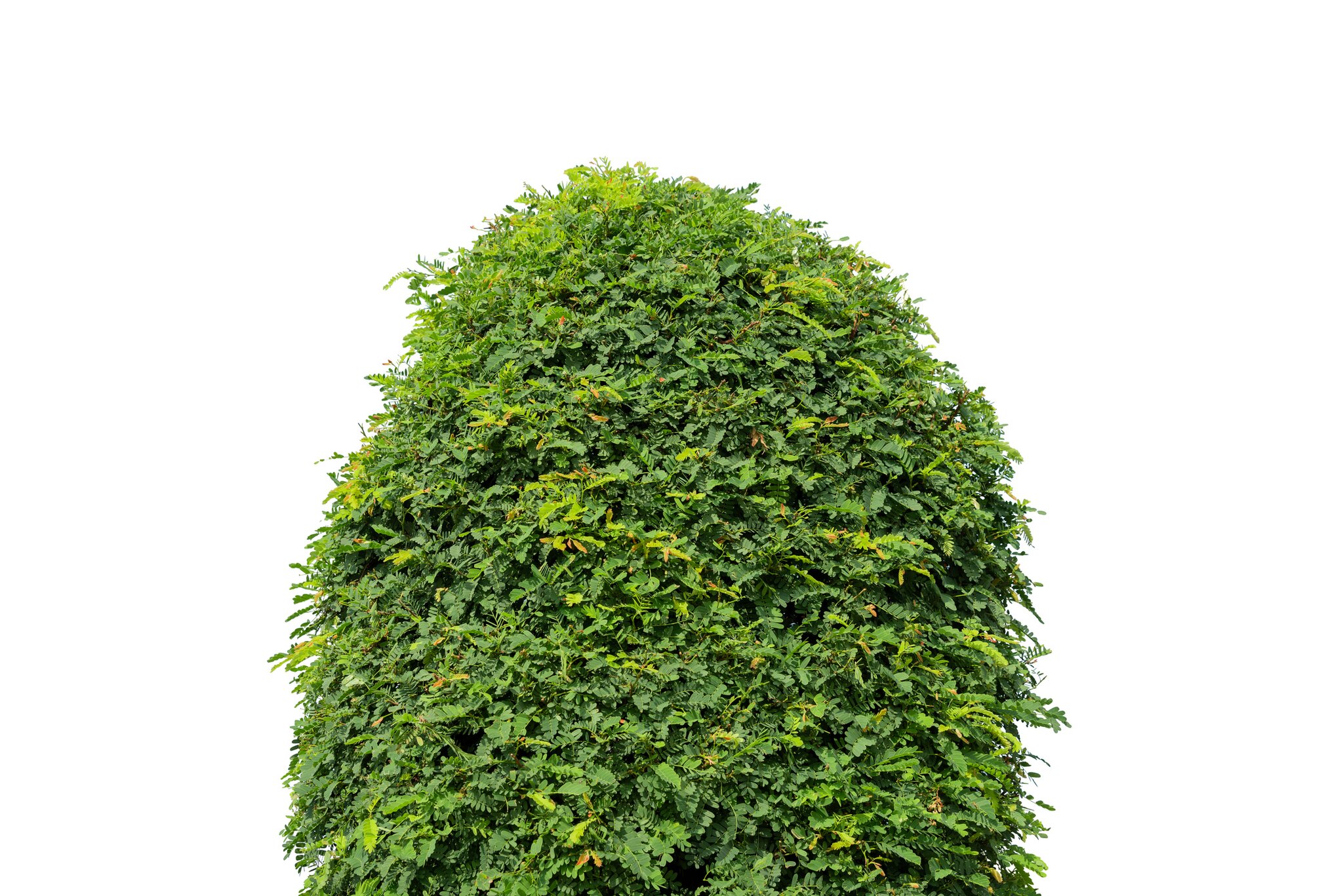 Early Addition: A NJ cop disguised as a shrub had a field day catching distracted drivers