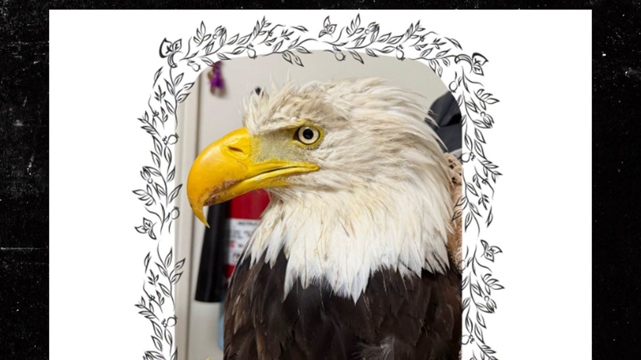 Beloved Bald Eagle Jackie Dies Weeks After Brutal Attack
