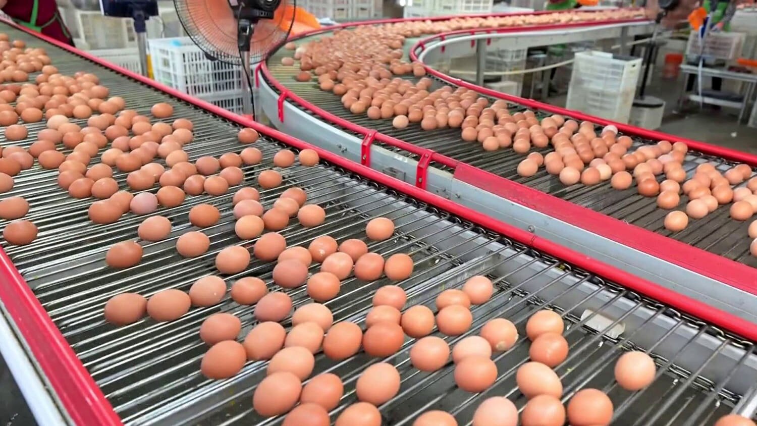 Cyclospora Outbreak Expands; Eggs Recalled Over Salmonella