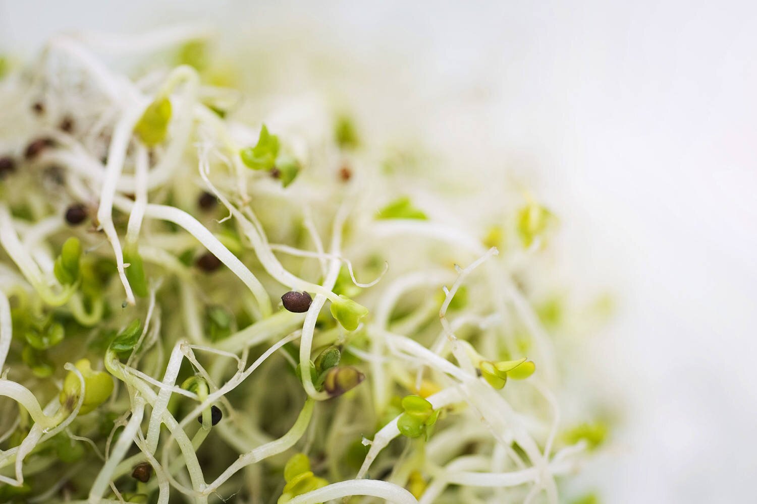 Alfalfa sprouts linked to dozens of illnesses from 2 different bacteria