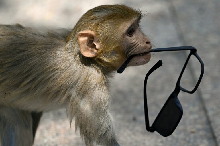 No monkey business: India 'whisperers' guard world championships