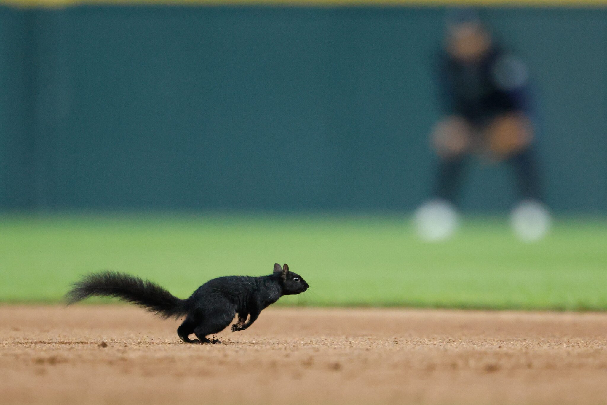 Squirrel steals the show in Tigers-Orioles showdown in Detroit