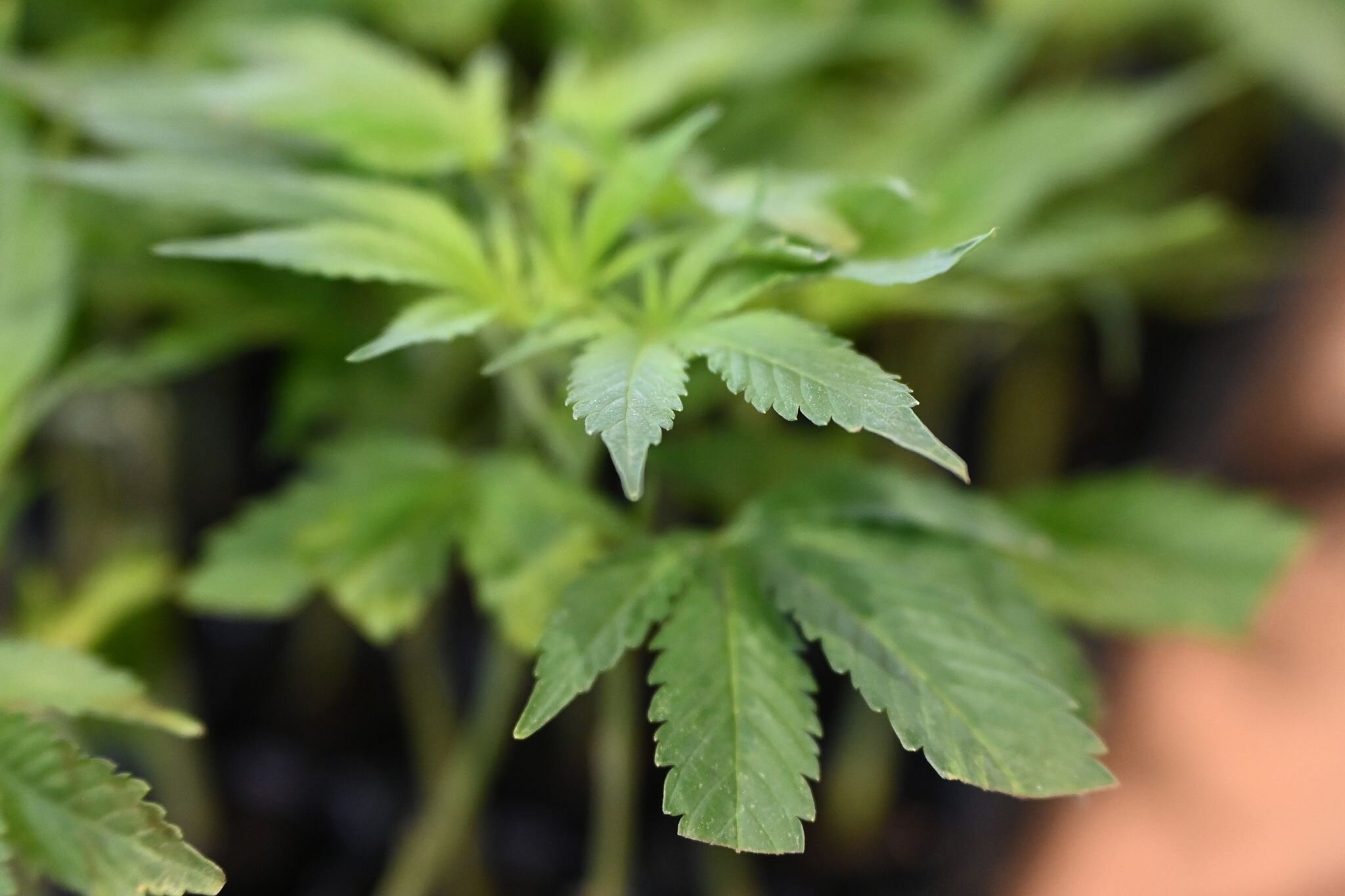 Back on the grass? US Open’s courts overtaken by smell of marijuana