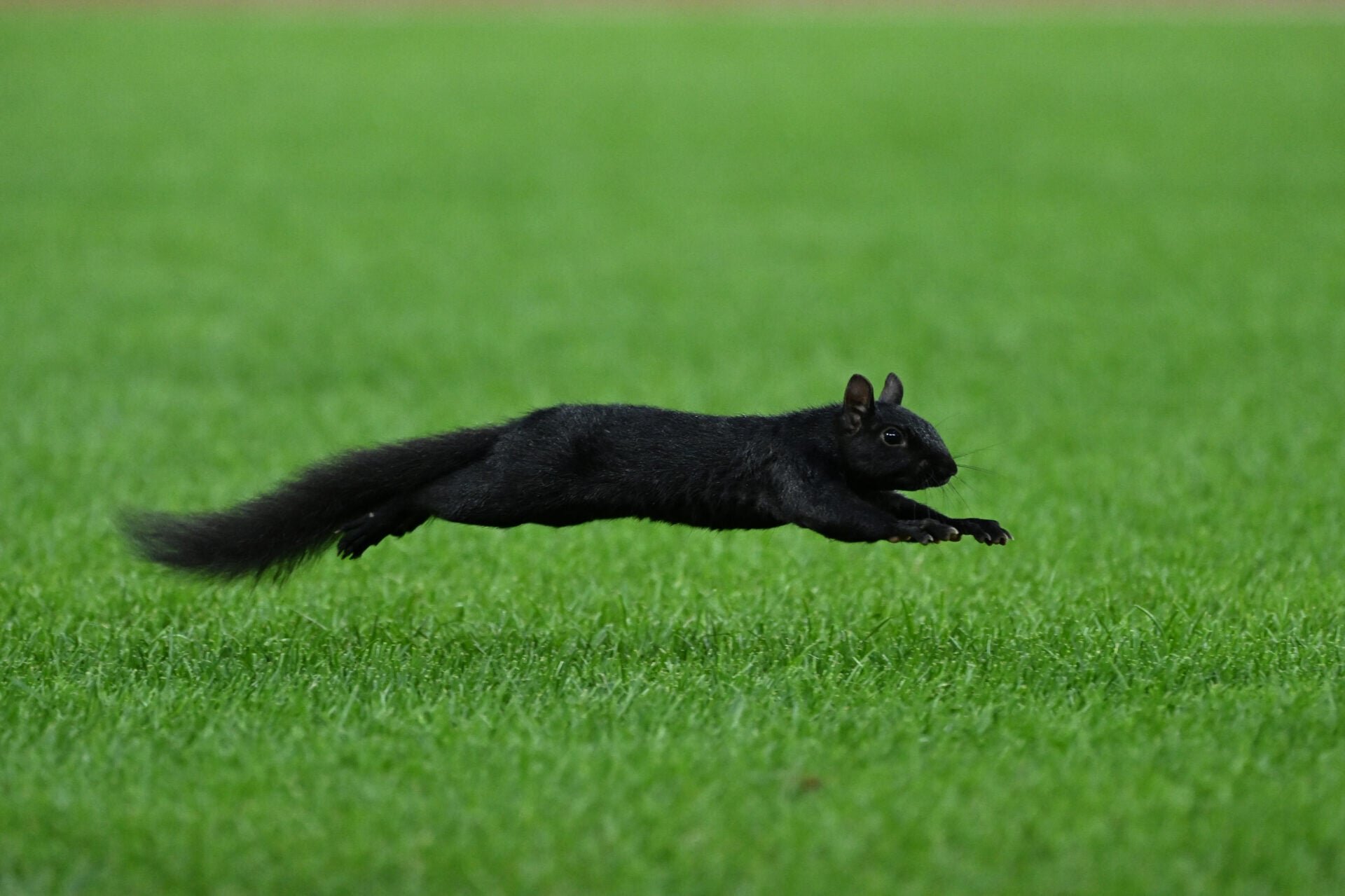 Black squirrel stole the show in Detroit Tigers defeat as ‘crazy’ scenes unfold at Comerica Park