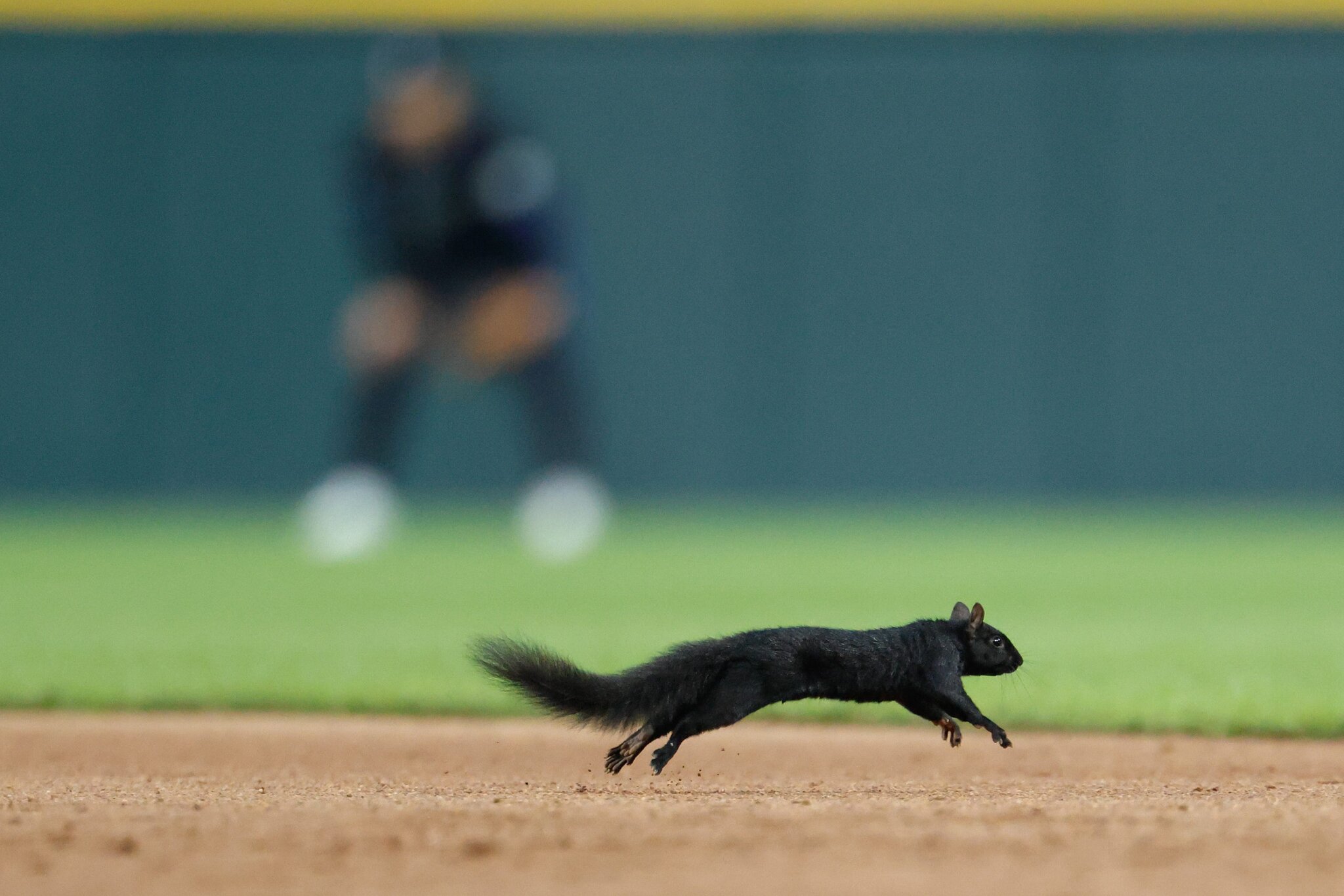 Squirrel briefly interrupts play between Mets and Brewers on Wednesday