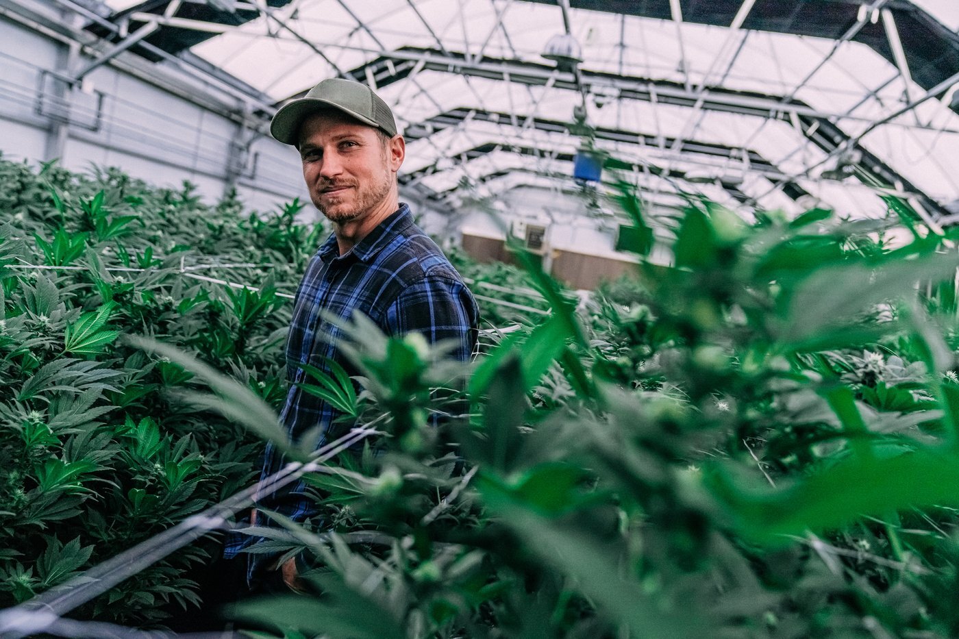 The Cannabis M&A Wave Is Here. Curaleaf Proved It. Here's Whether Green Thumb Should Ride It -- or Wait to Be Swept Up.