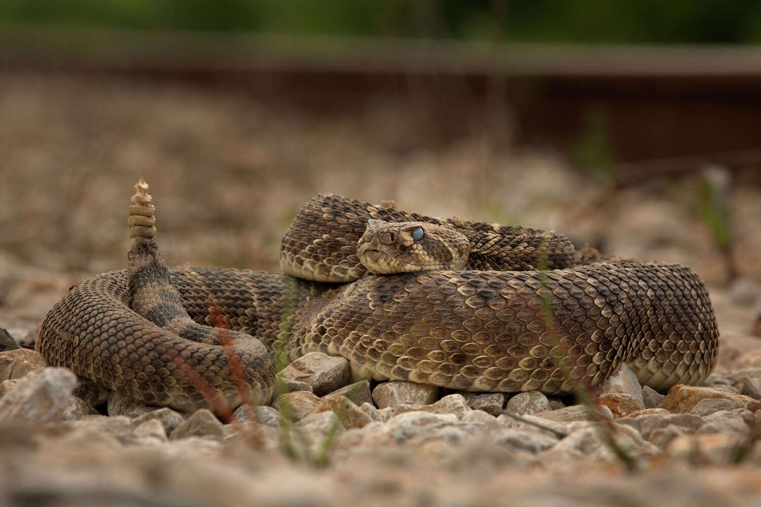 Rattlesnakes prompt unusual safety warning at Texas high school football game