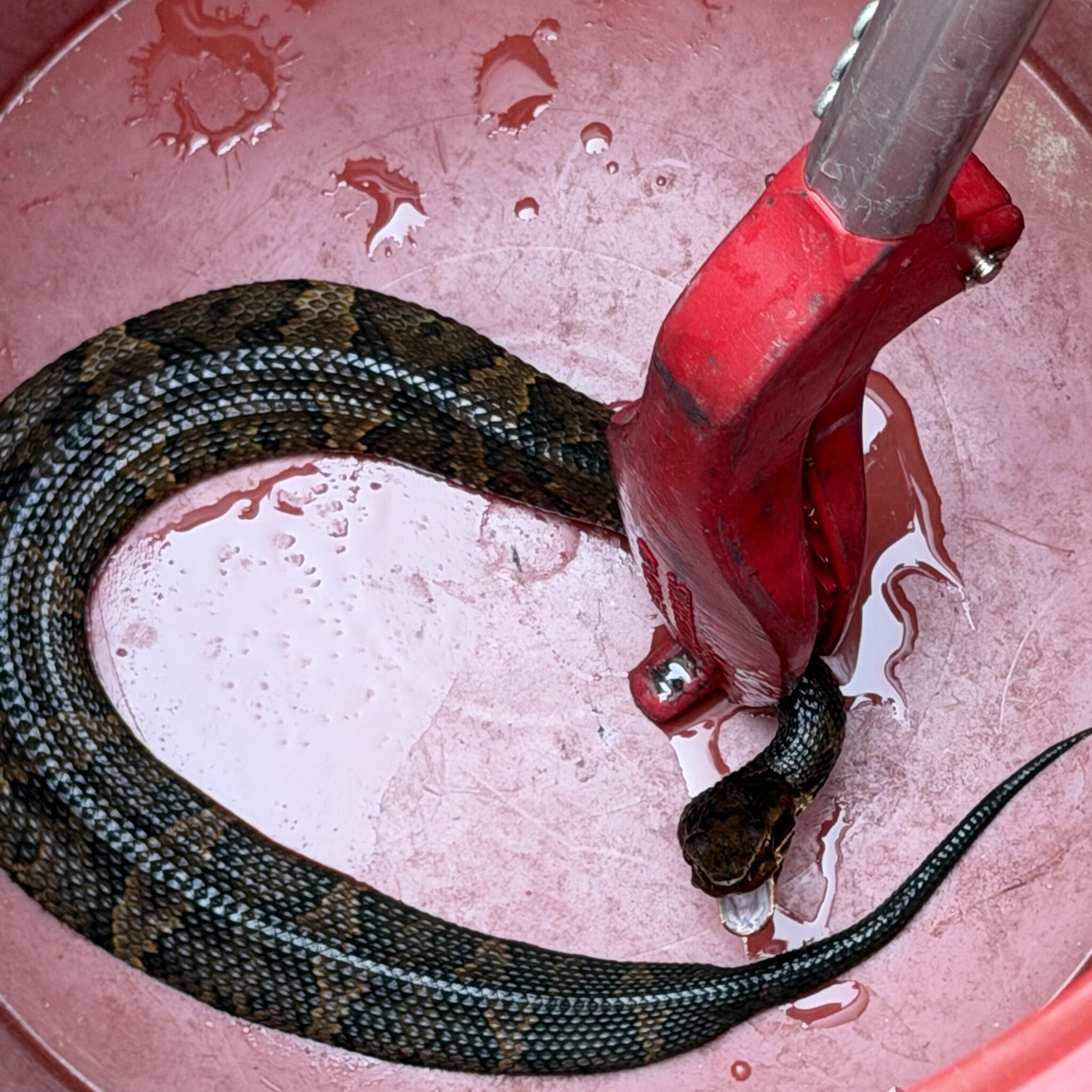 Arkansas high school football player shares helmet with venomous snake for an hour