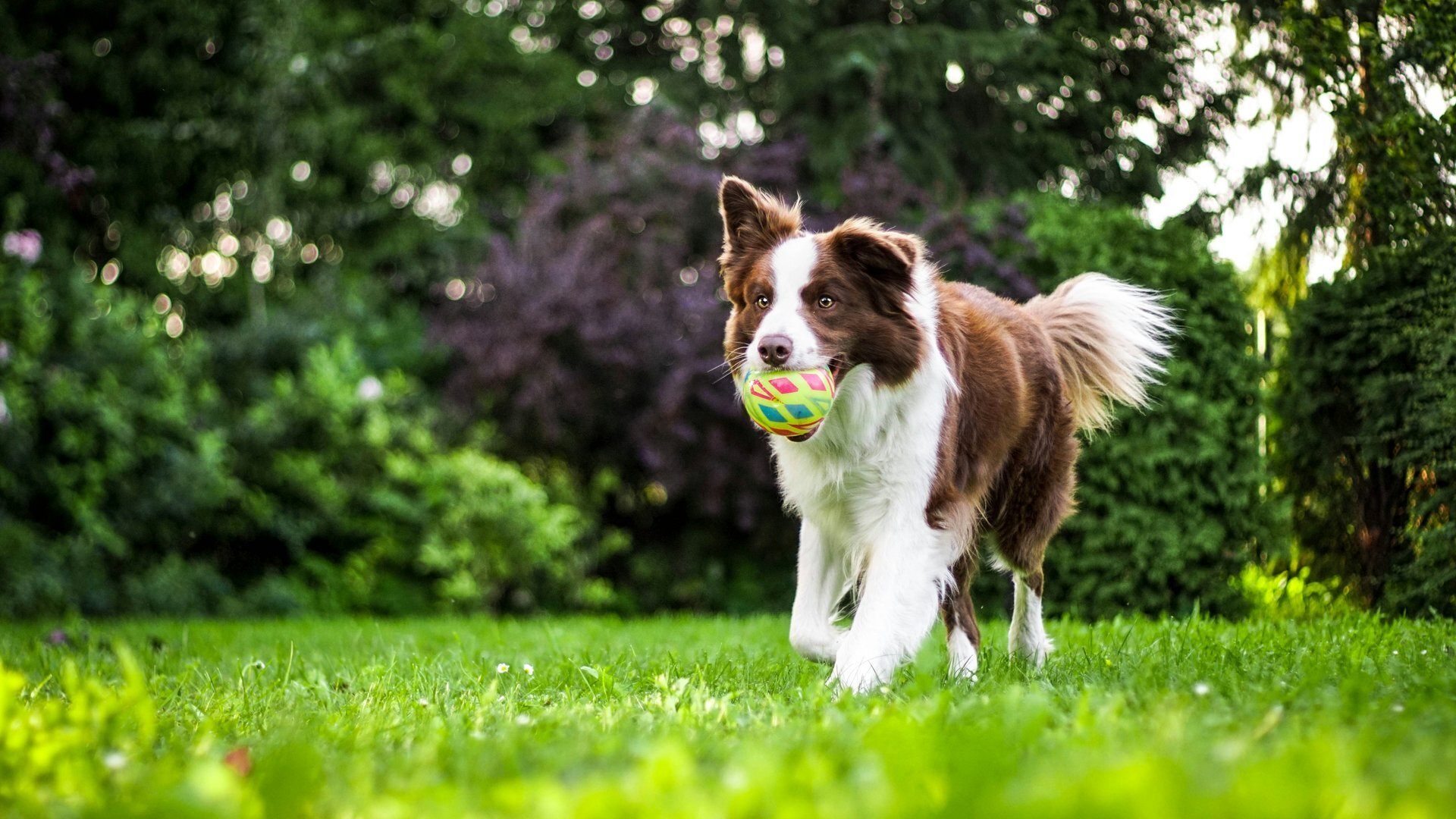 The best ball launchers for dogs in 2026: Consumer Reports