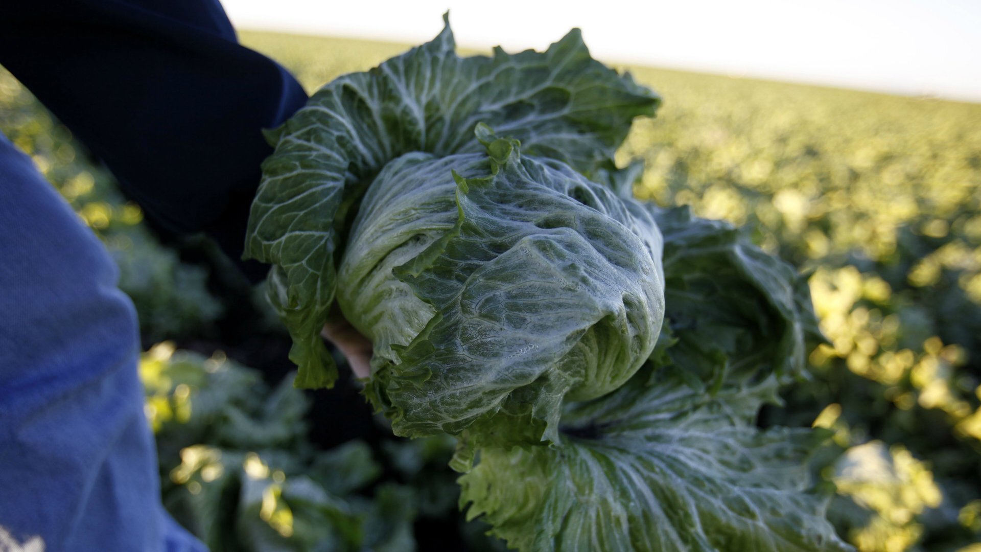 Lettuce prices posted their biggest recorded monthly plunge as cyclospora scared off shoppers