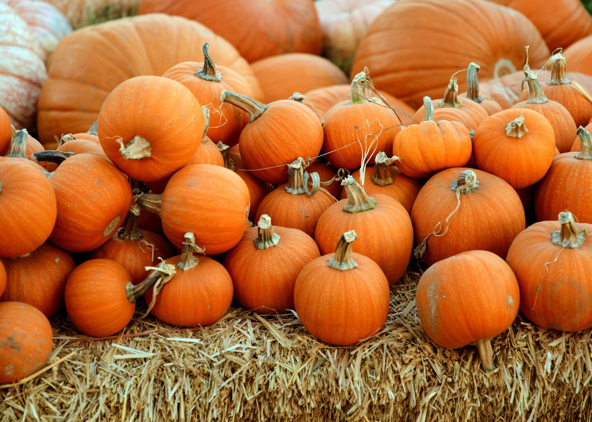 8 things to do with a pumpkin that have nothing to do with pie