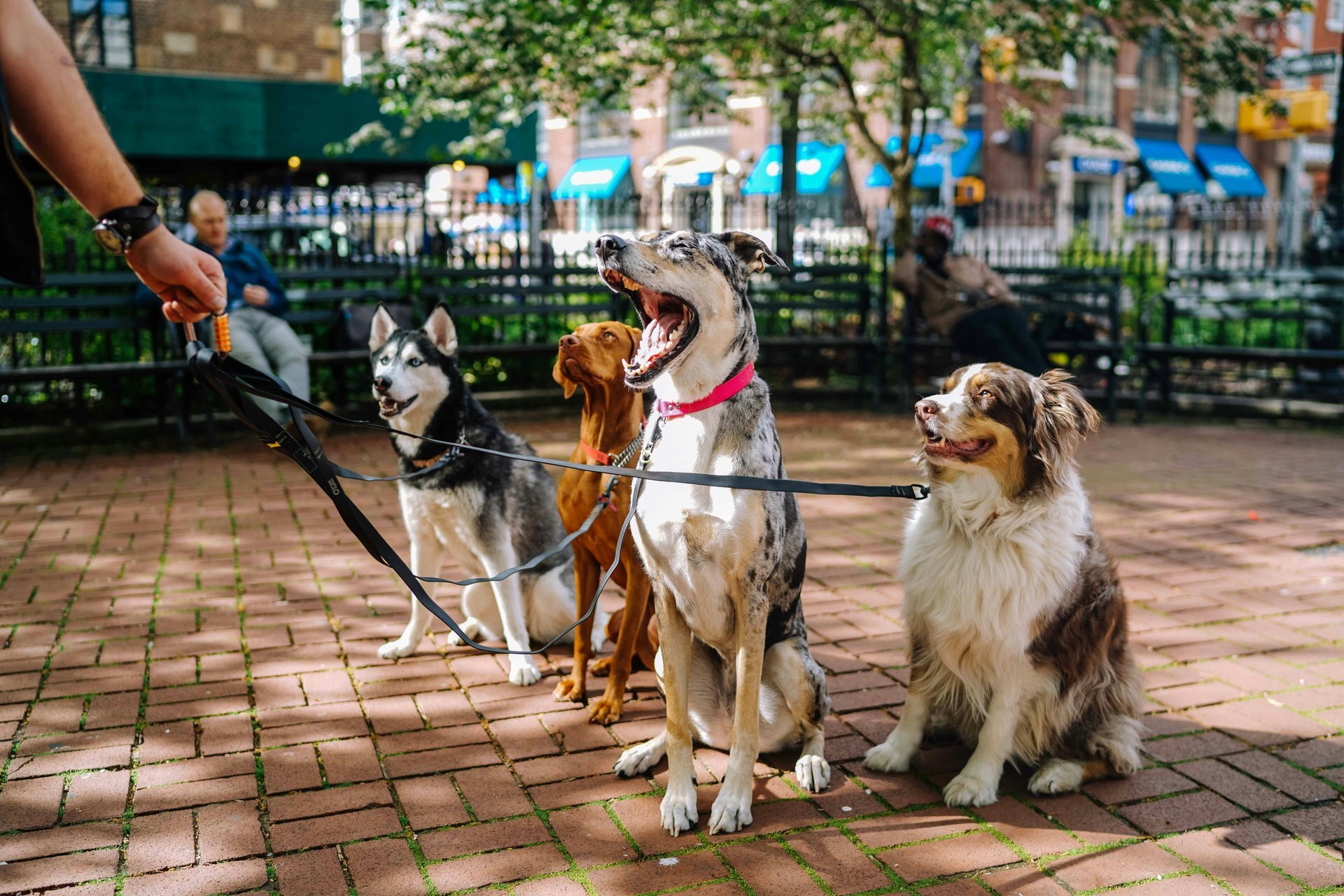 The best dog leashes, according to Consumer Reports