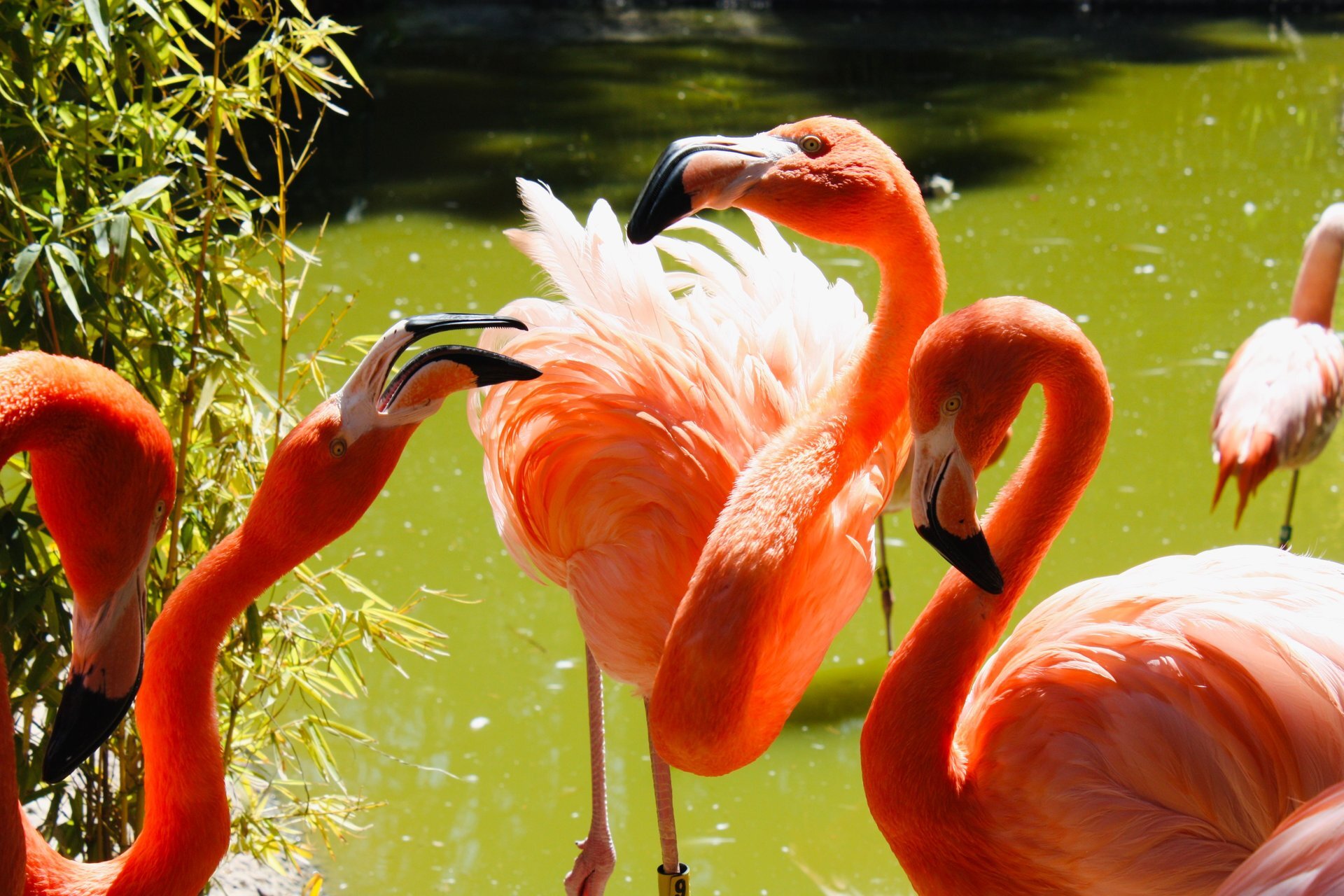 8 reasons an animal's color is a genuine survival advantage once summer heat sets in