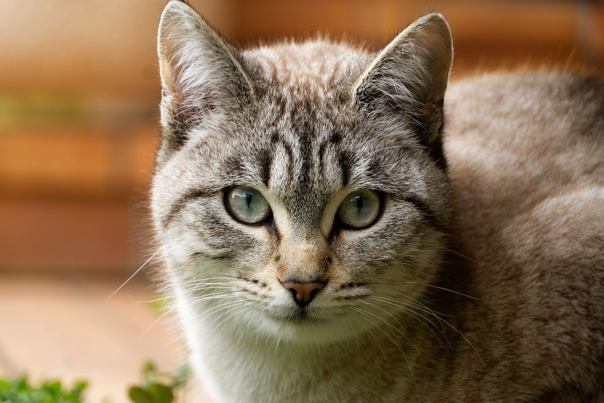 15 things vets wish every cat owner knew