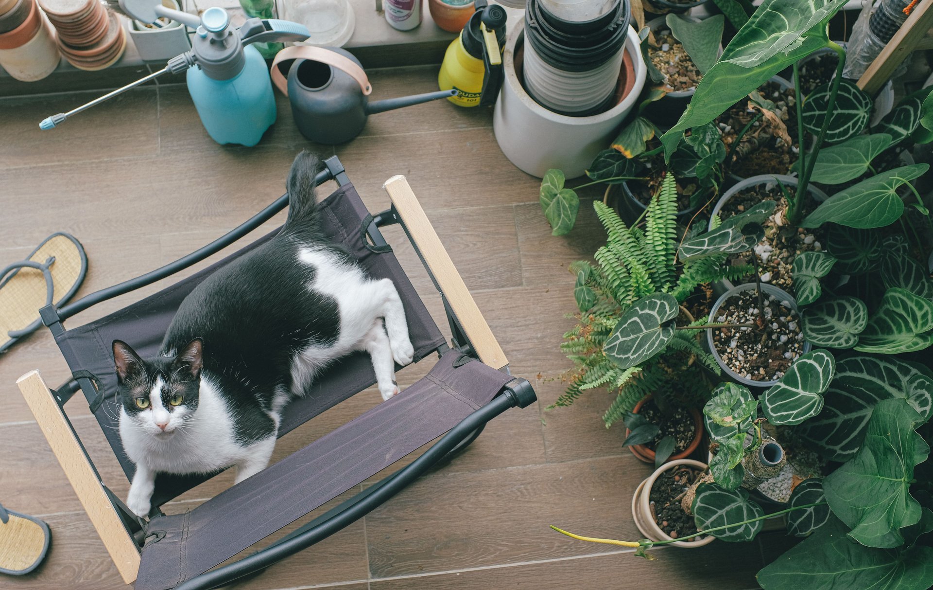 9 gardening skills that keep a garden alive through summer