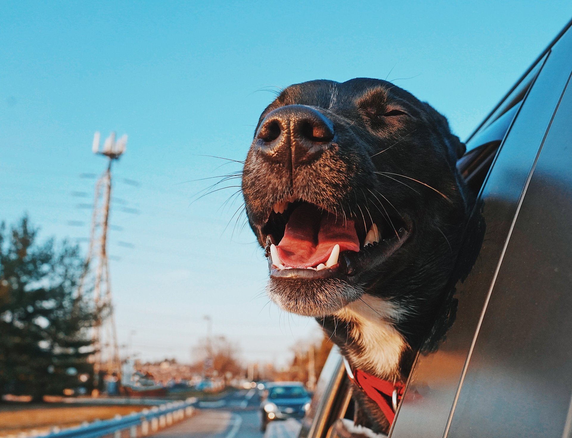 8 things to know before taking your dog on a road trip