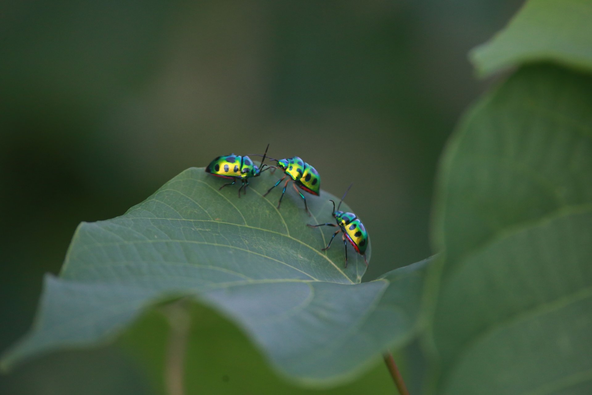 8 insects everyone hates until they actually learn what they do
