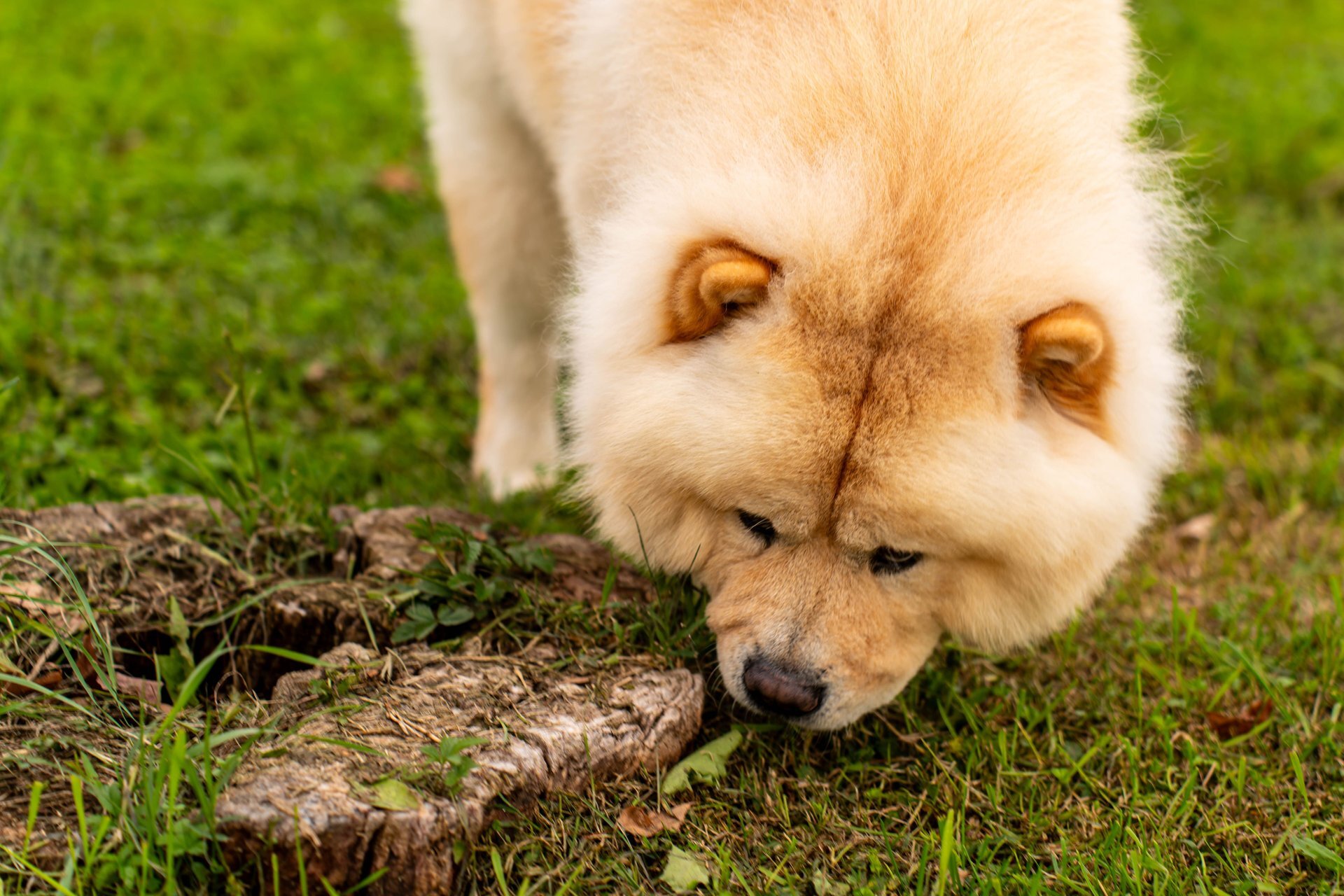 10 backyard hazards most pet owners don't think about