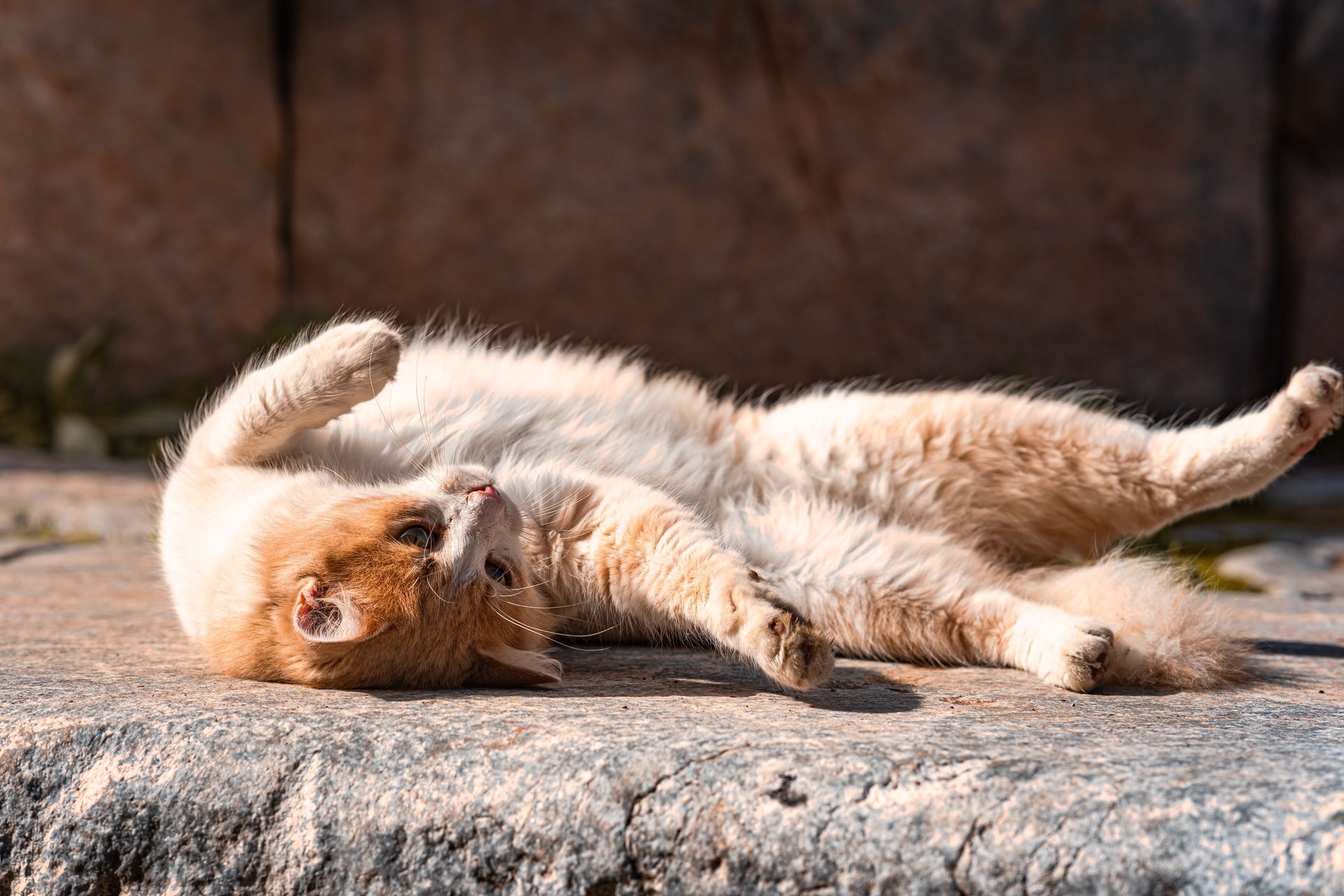 Cats can't tell you they're overheating. 8 ways to help before they have to