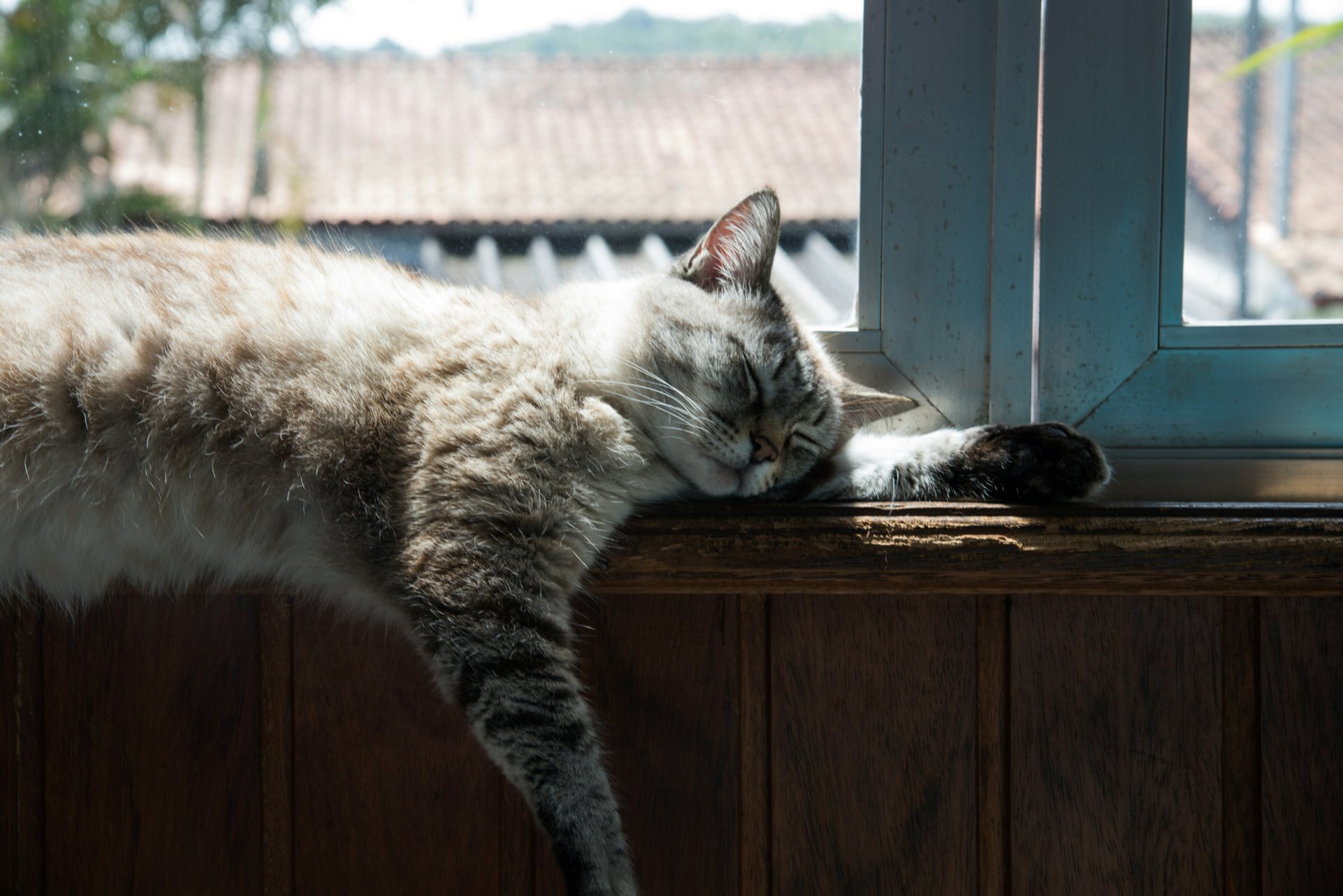 7 things a bored cat does that owners usually misread