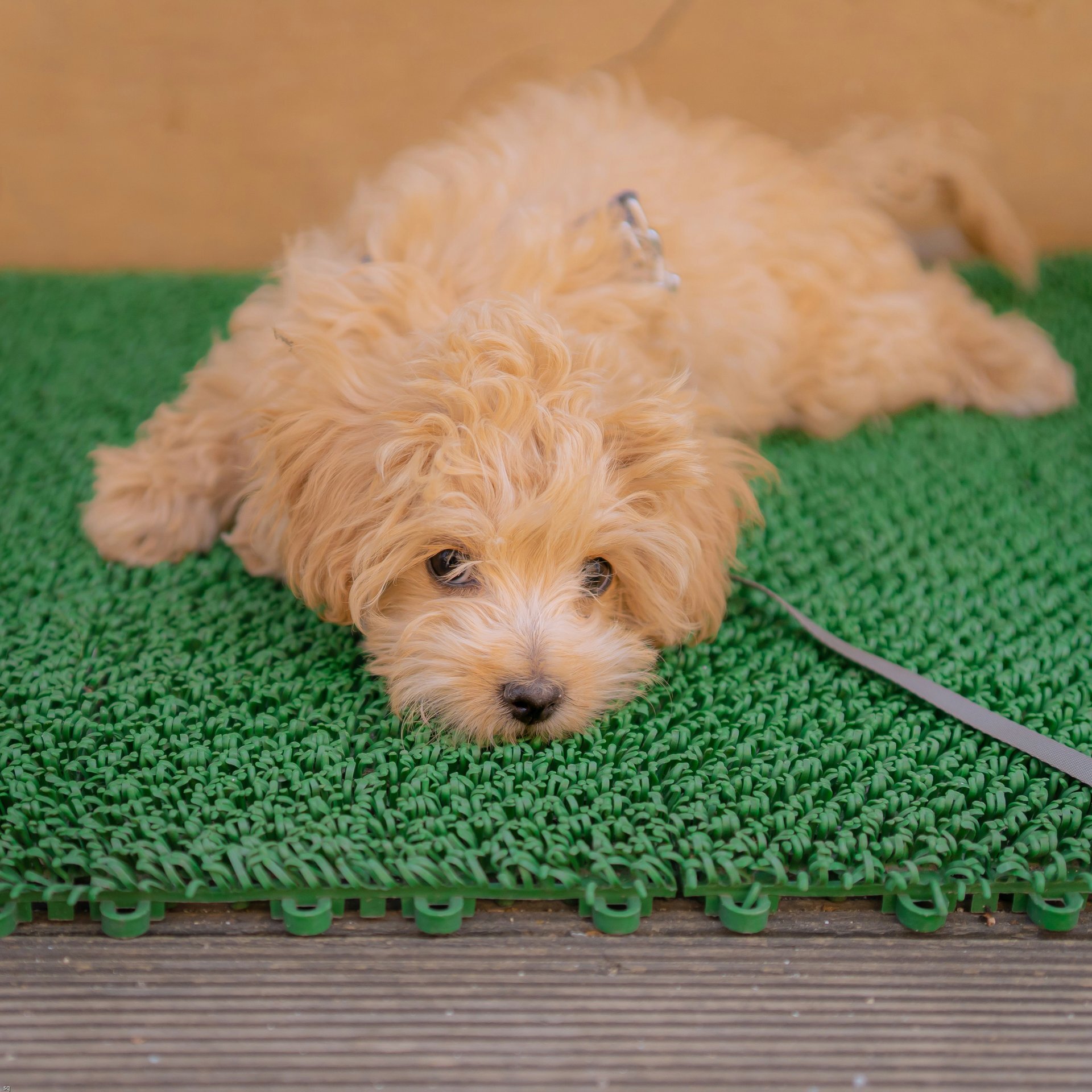 The best puppy pads of 2026, according to Consumer Reports