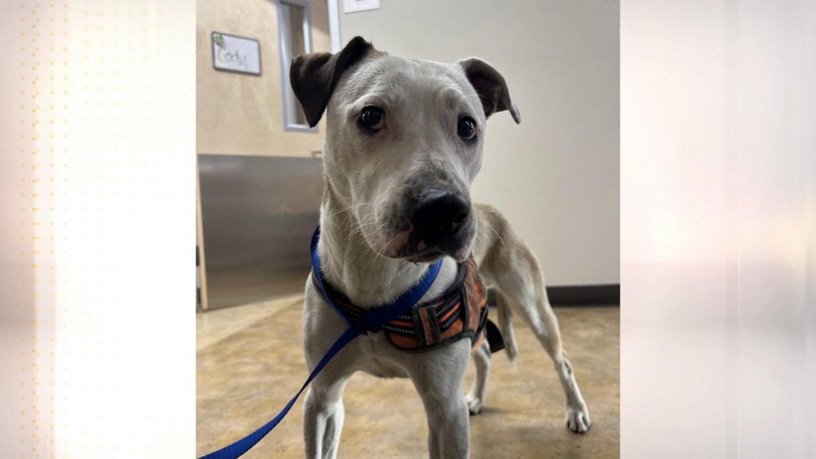 Happy ending for runaway dog found in train tunnel