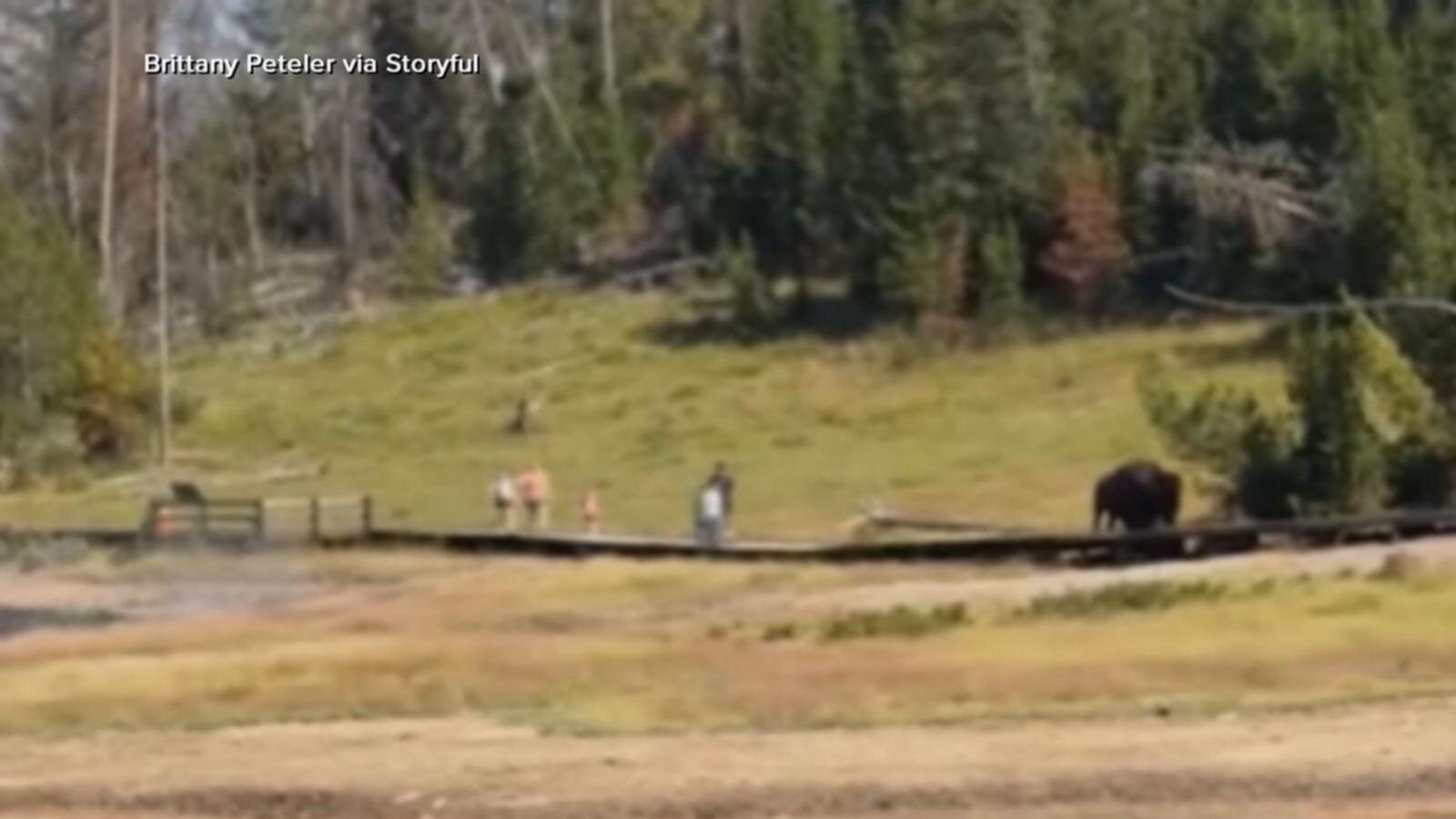 Bison charges at child in Yellowstone