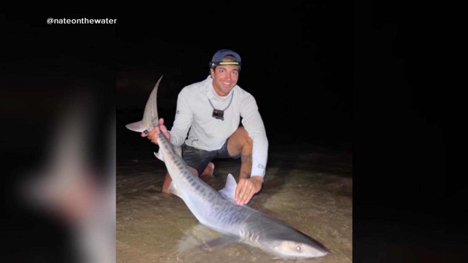 Tiger sharks spotted off New England coast