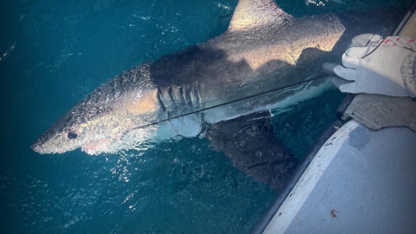 Great white sharks could help predict hurricanes?