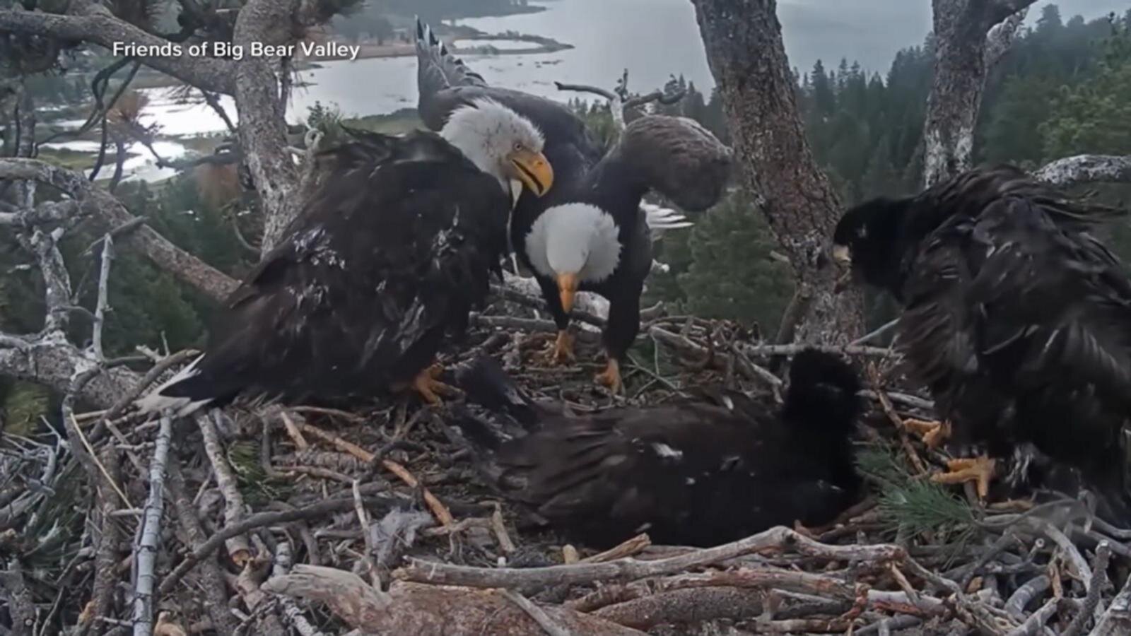 Big news for Big Bear’s famous bald eagle