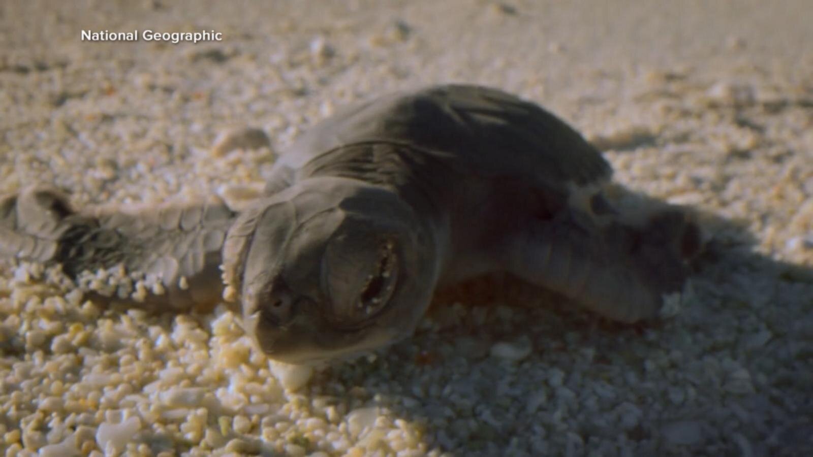 Moment on Earth: Baby green sea turtles delight
