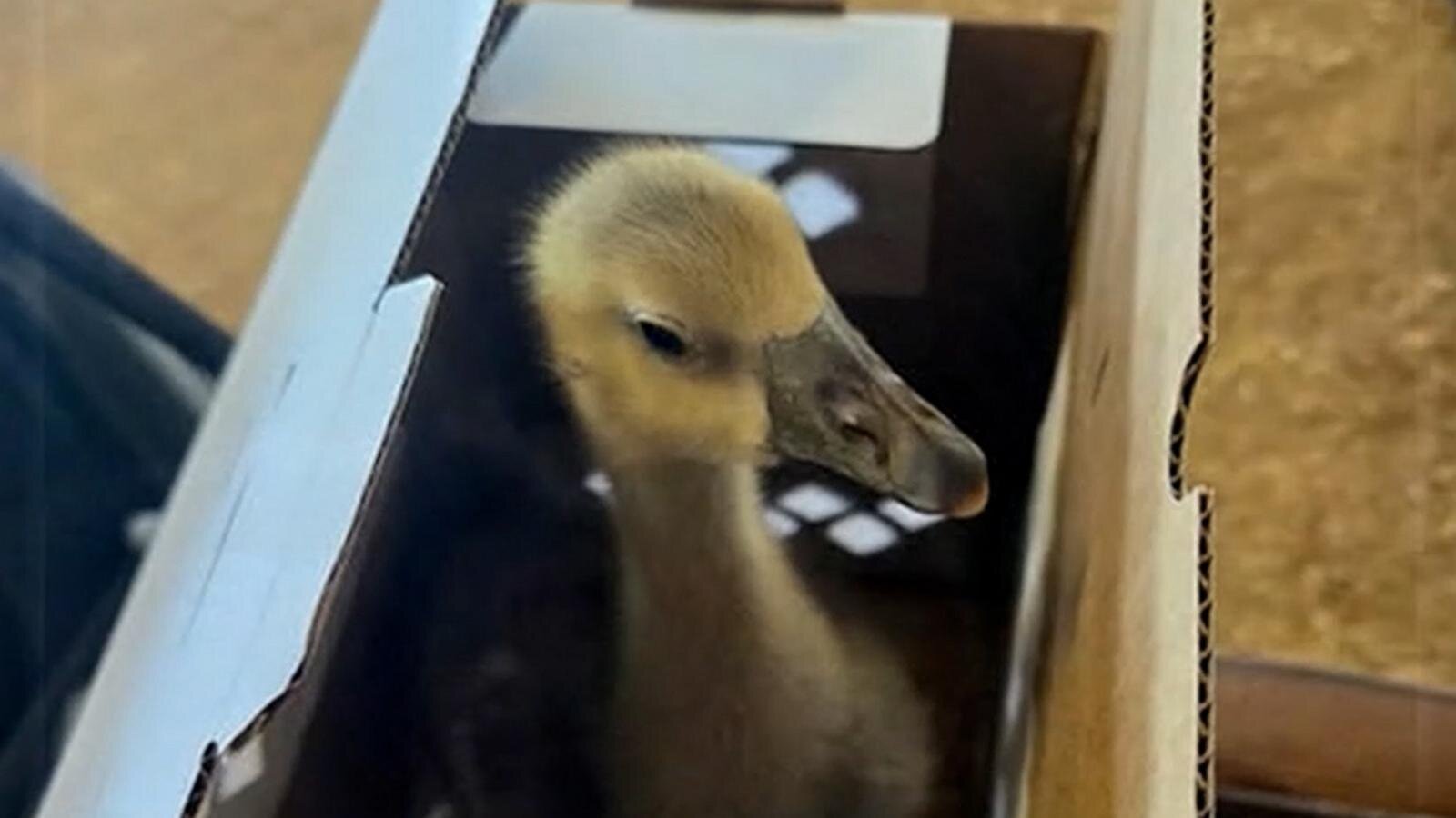 Heroic goose warns family of fire