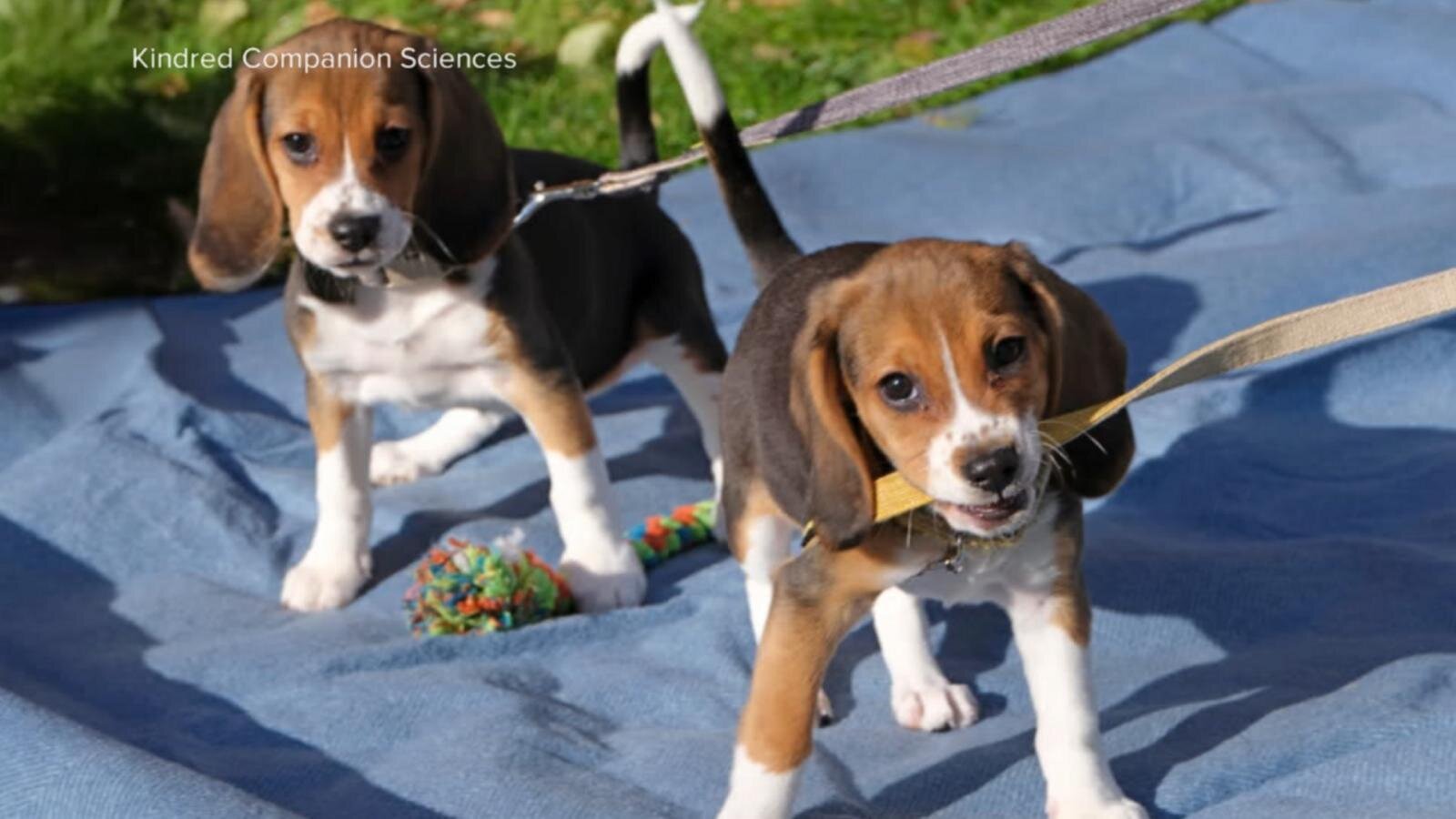 Dogs genetically engineered to prevent allergies
