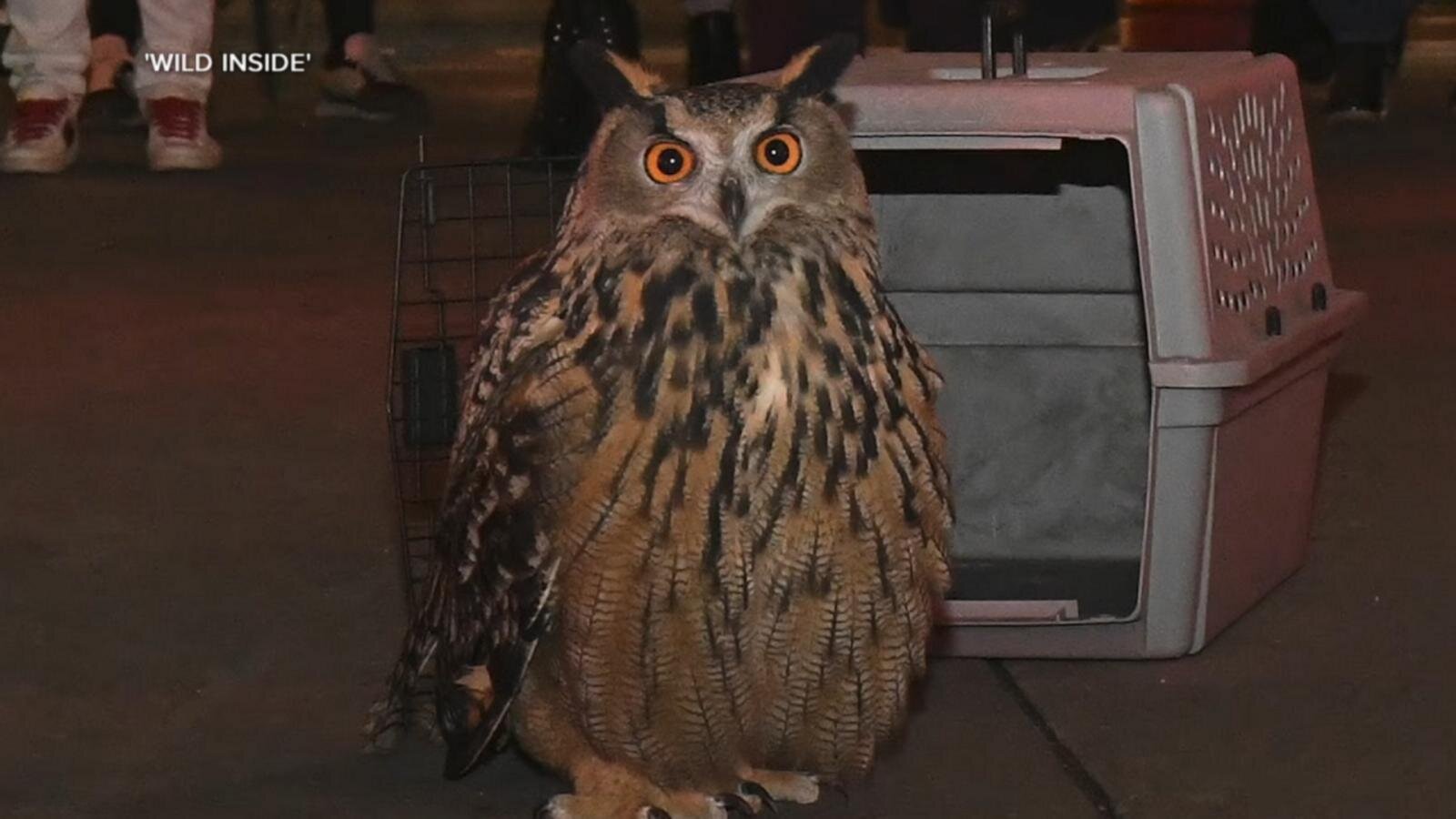 Escaped NYC owl Flaco gets tribute in new documentary