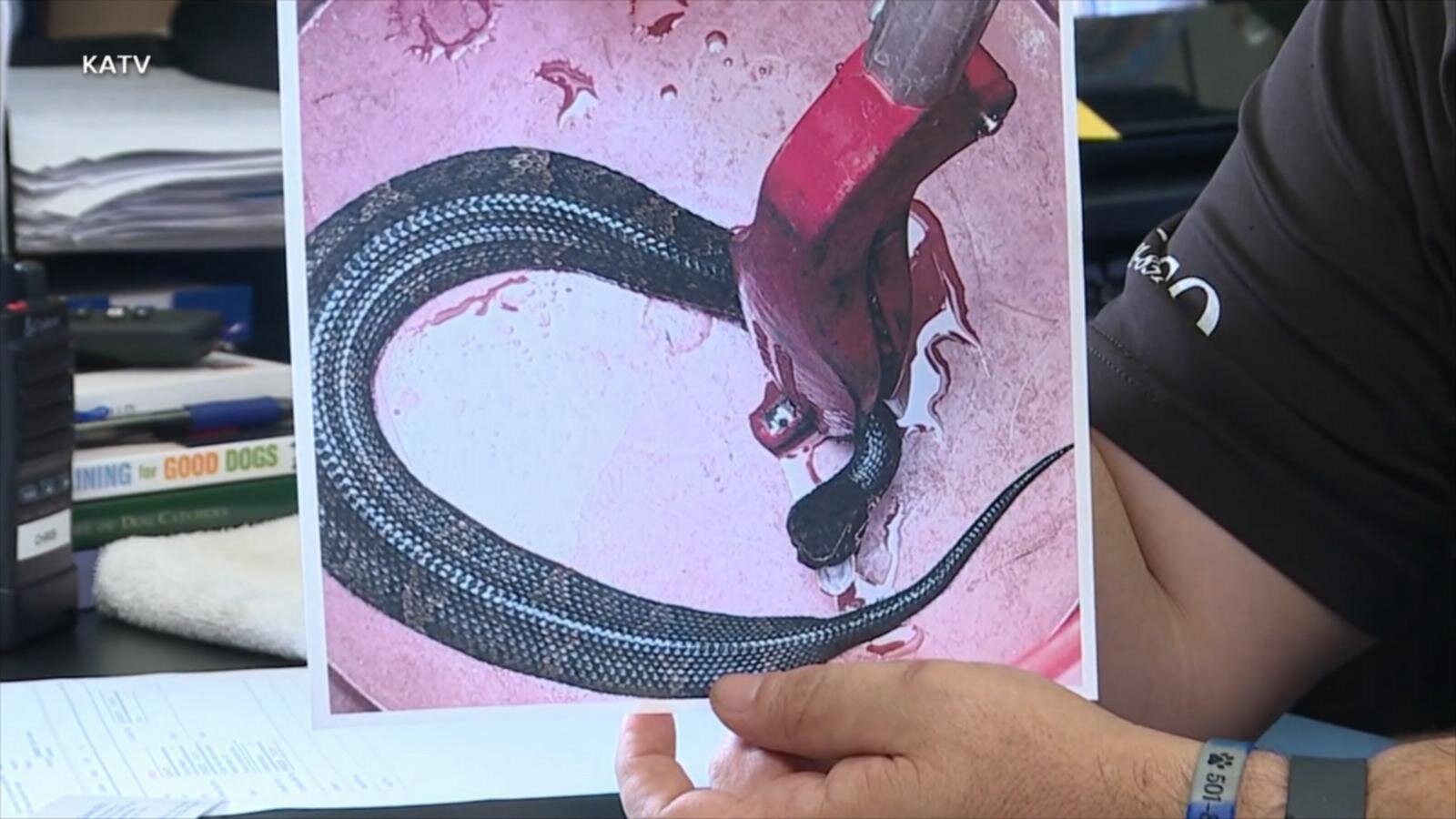 Venomous snake found in high school football player's helmet