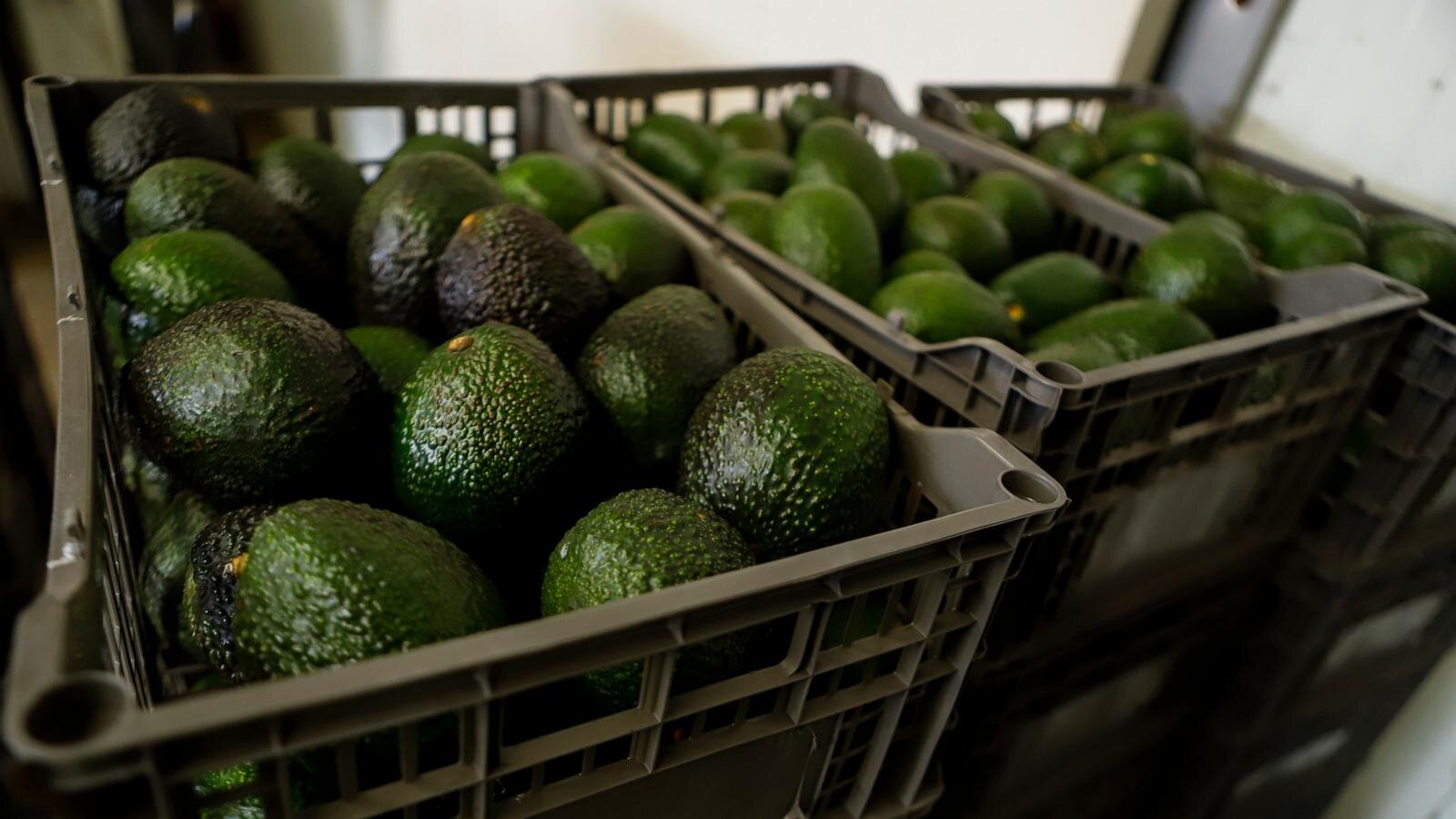 Why Mexican avocado exports to the US have once again been stopped