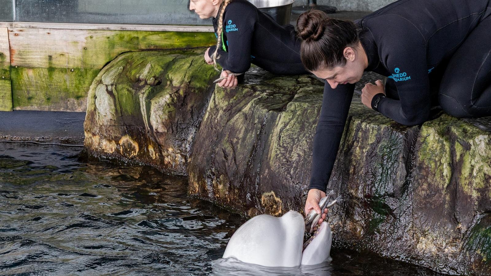 Beluga whale dies at Chicago aquarium days after coming from Canada park in rescue effort